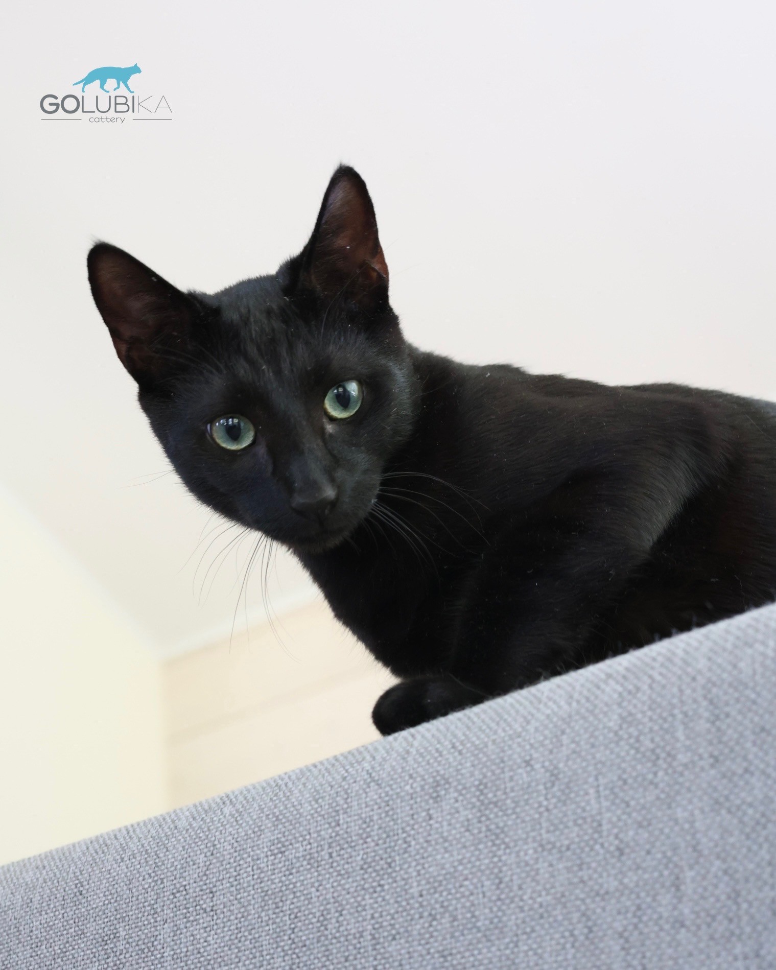 Dorian Black 