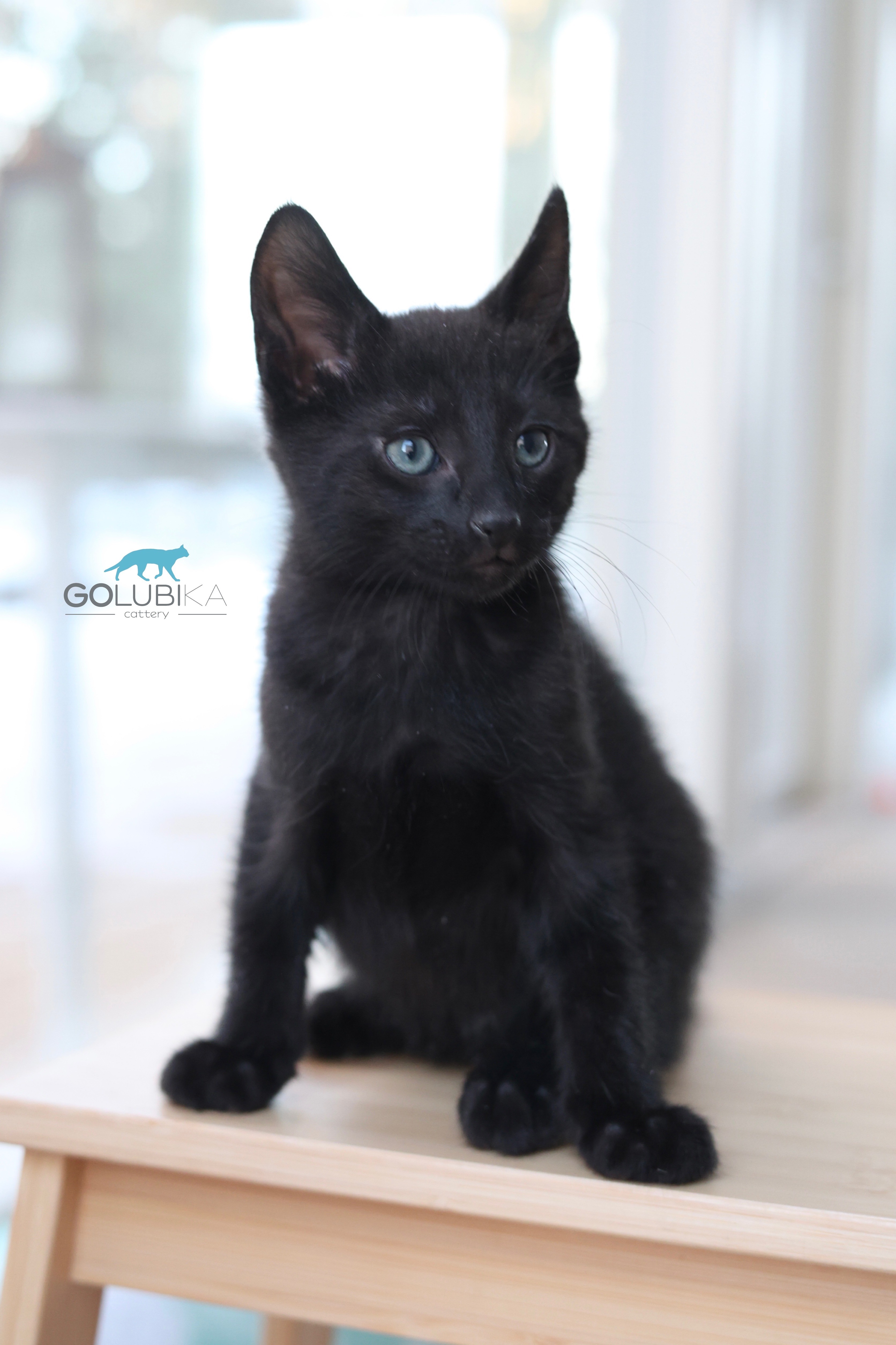 Dorian Black 