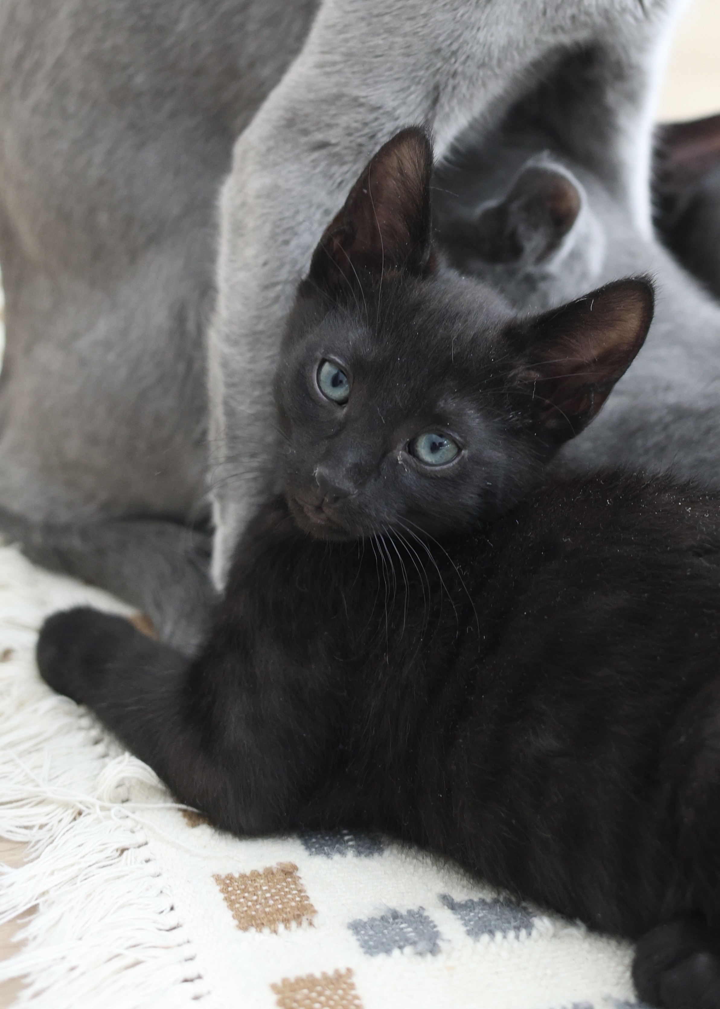 Dorian Black 