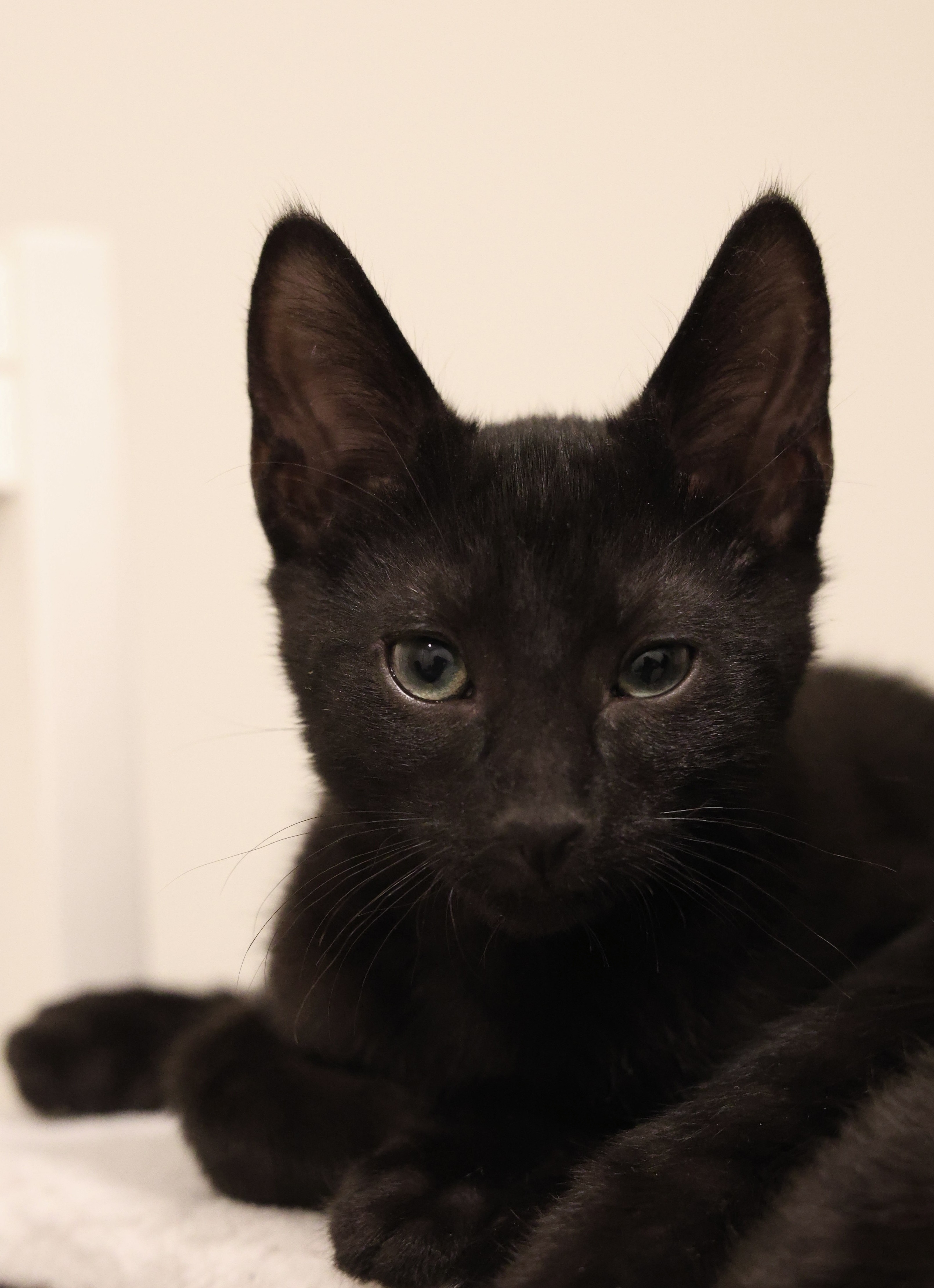 Dorian Black 