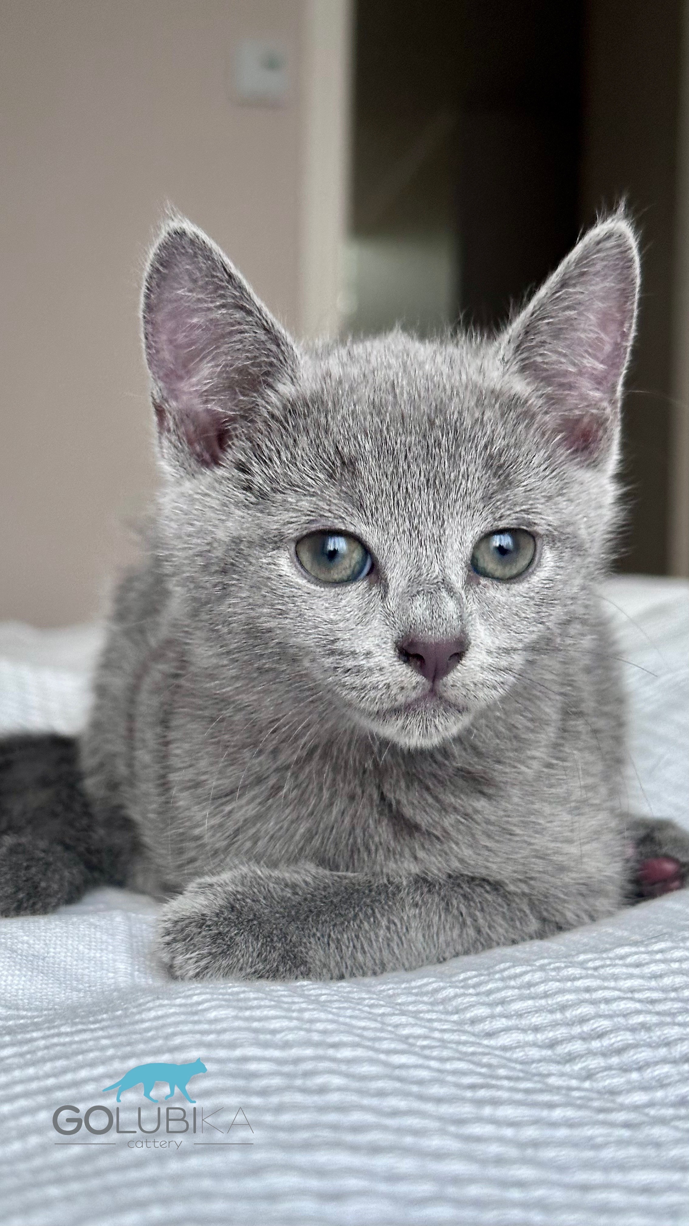 Celine (sijoituskissa)