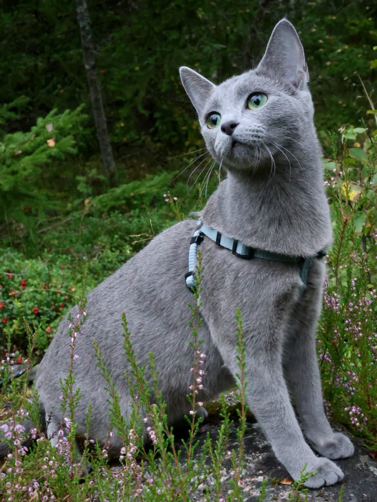 Celine (sijoituskissa)