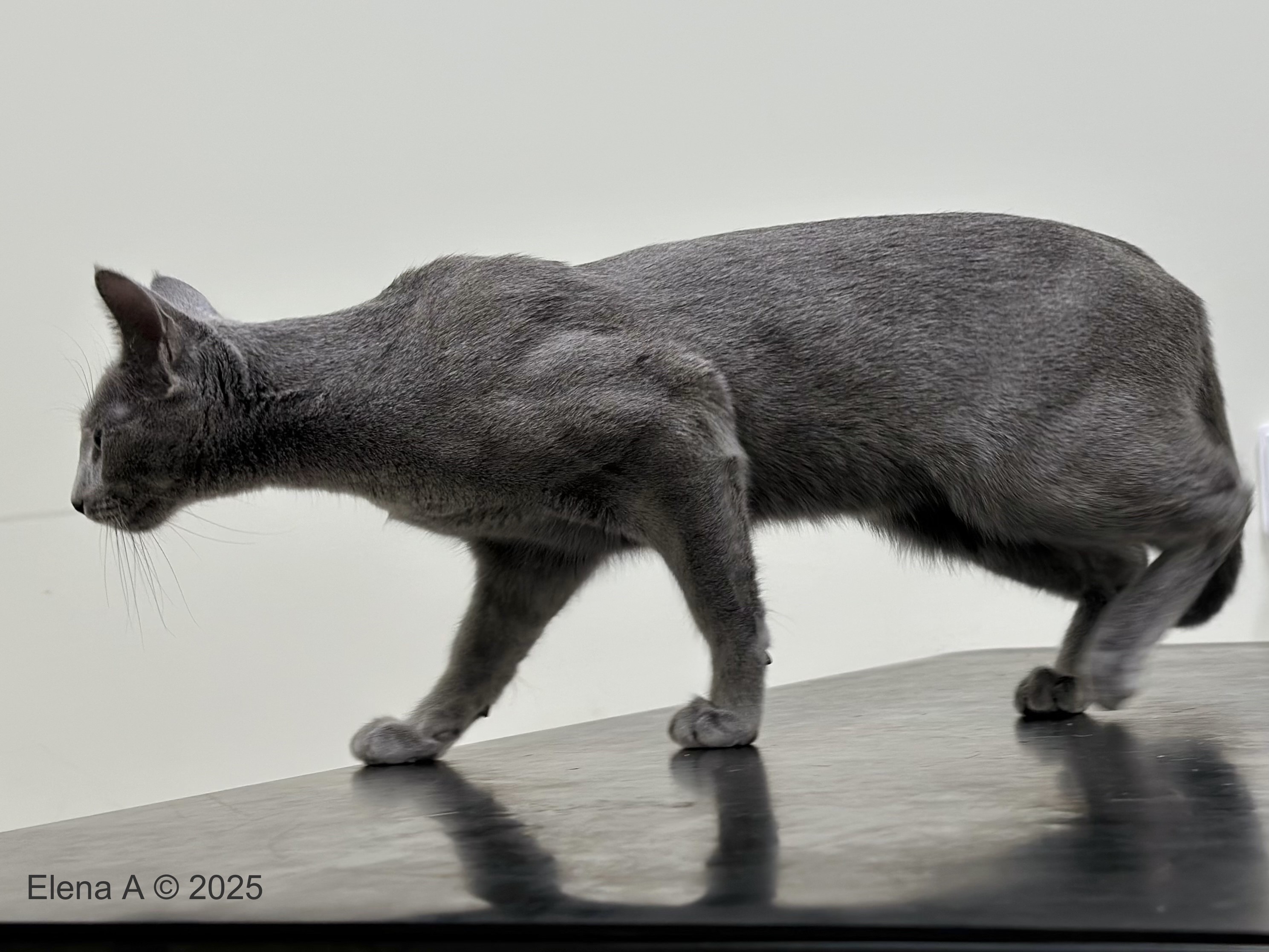 Luna (sijoituskissa)