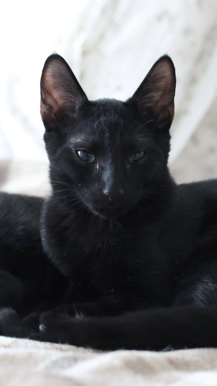 Dorian Black 