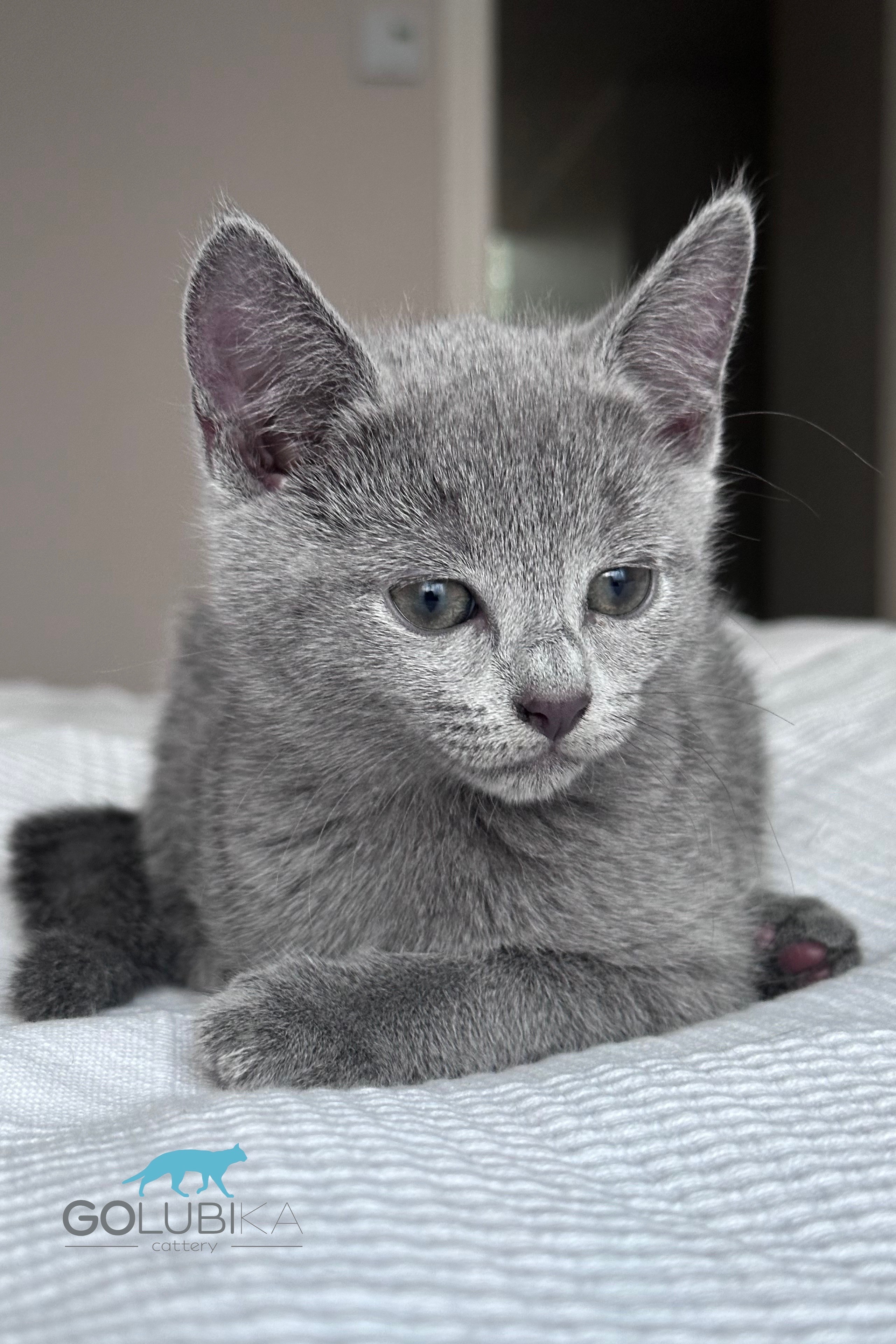 Celine (sijoituskissa)