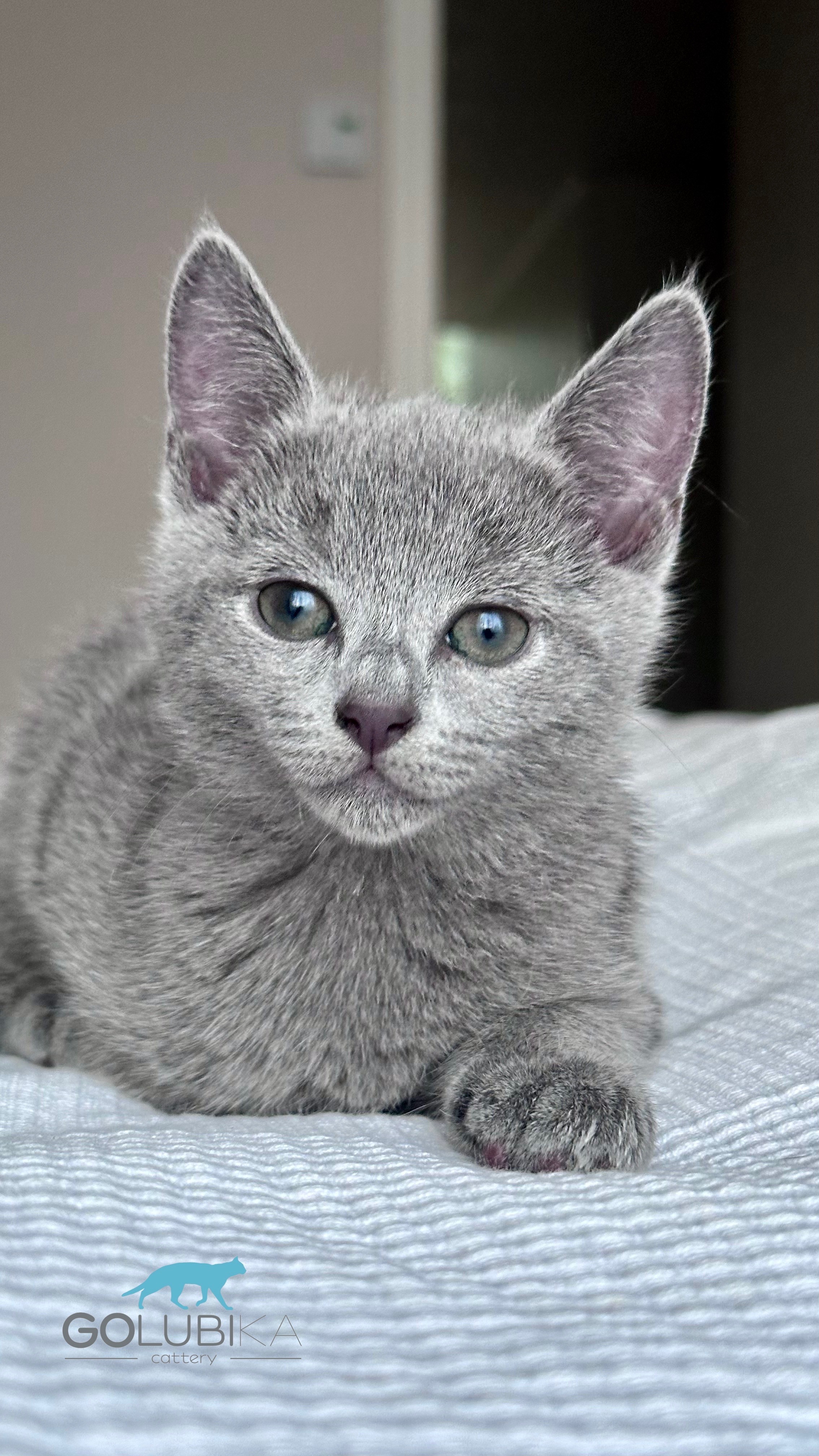 Celine (sijoituskissa)