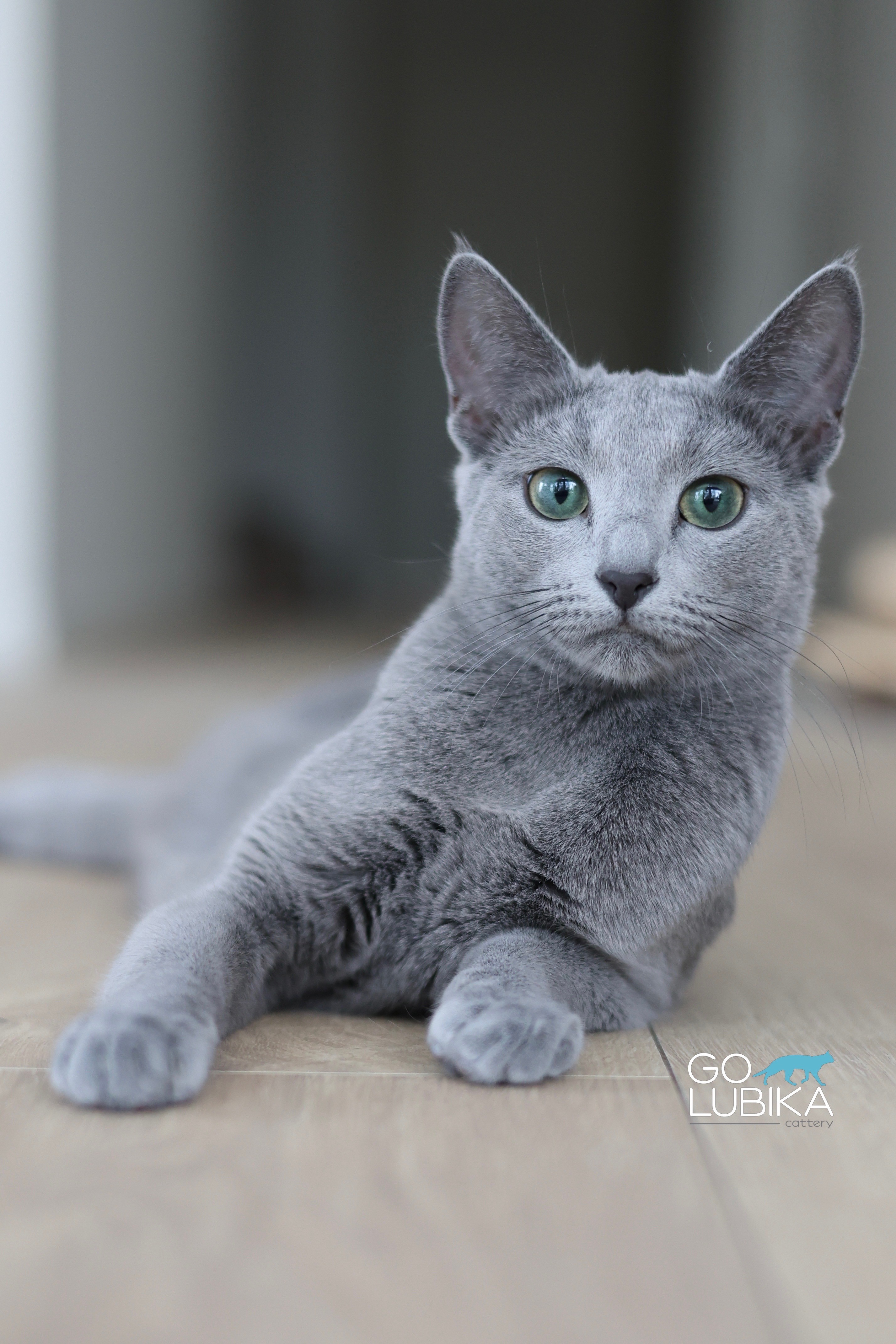 Luna (sijoituskissa)