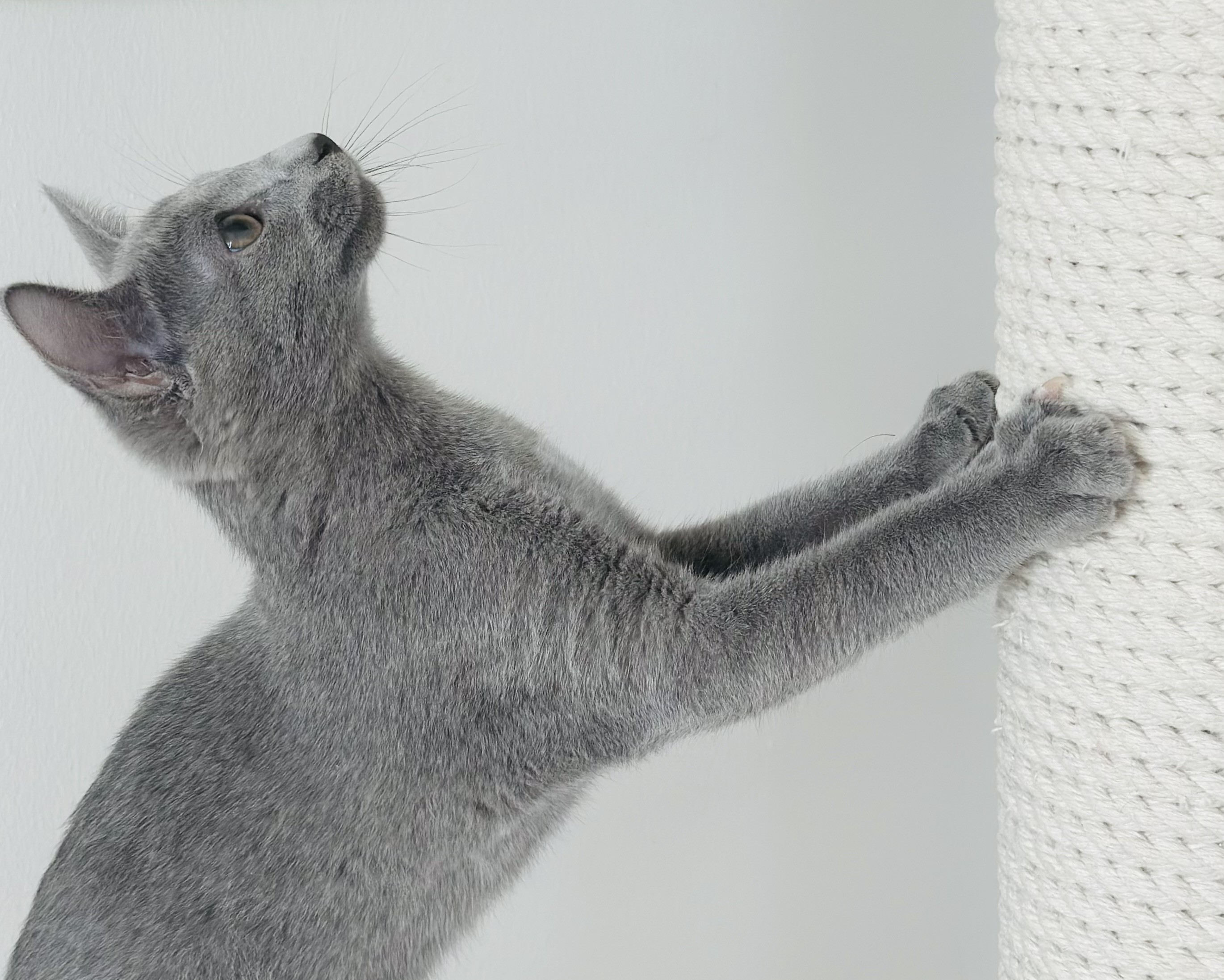 Bruno (sijoituskissa)