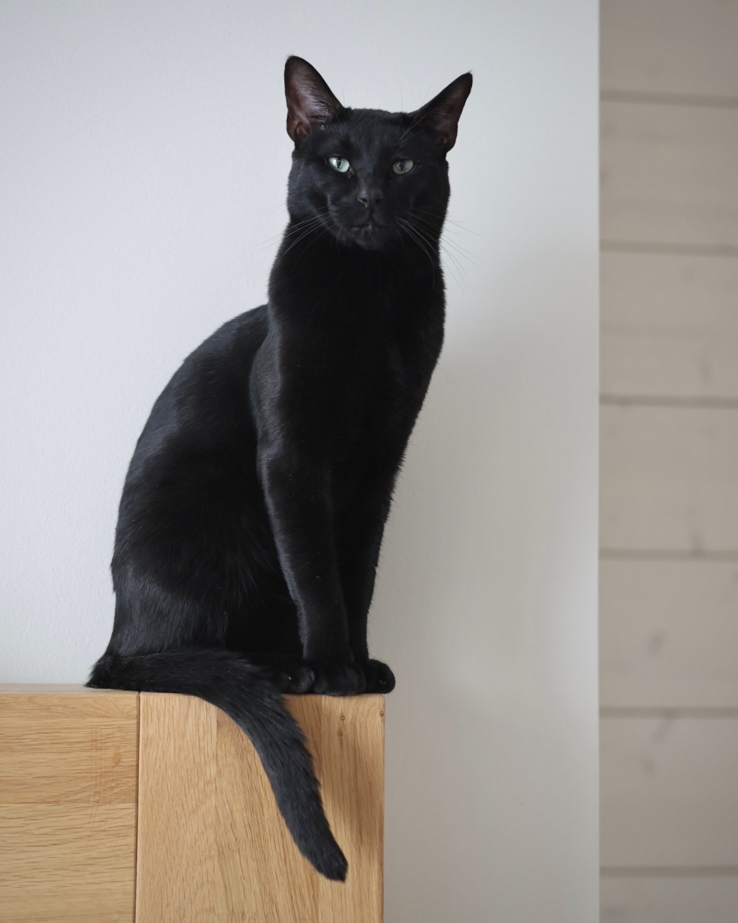 Zorro