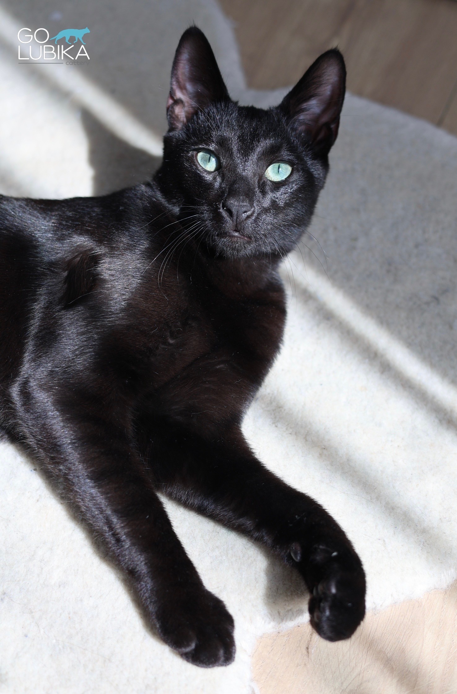 Dorian Black 