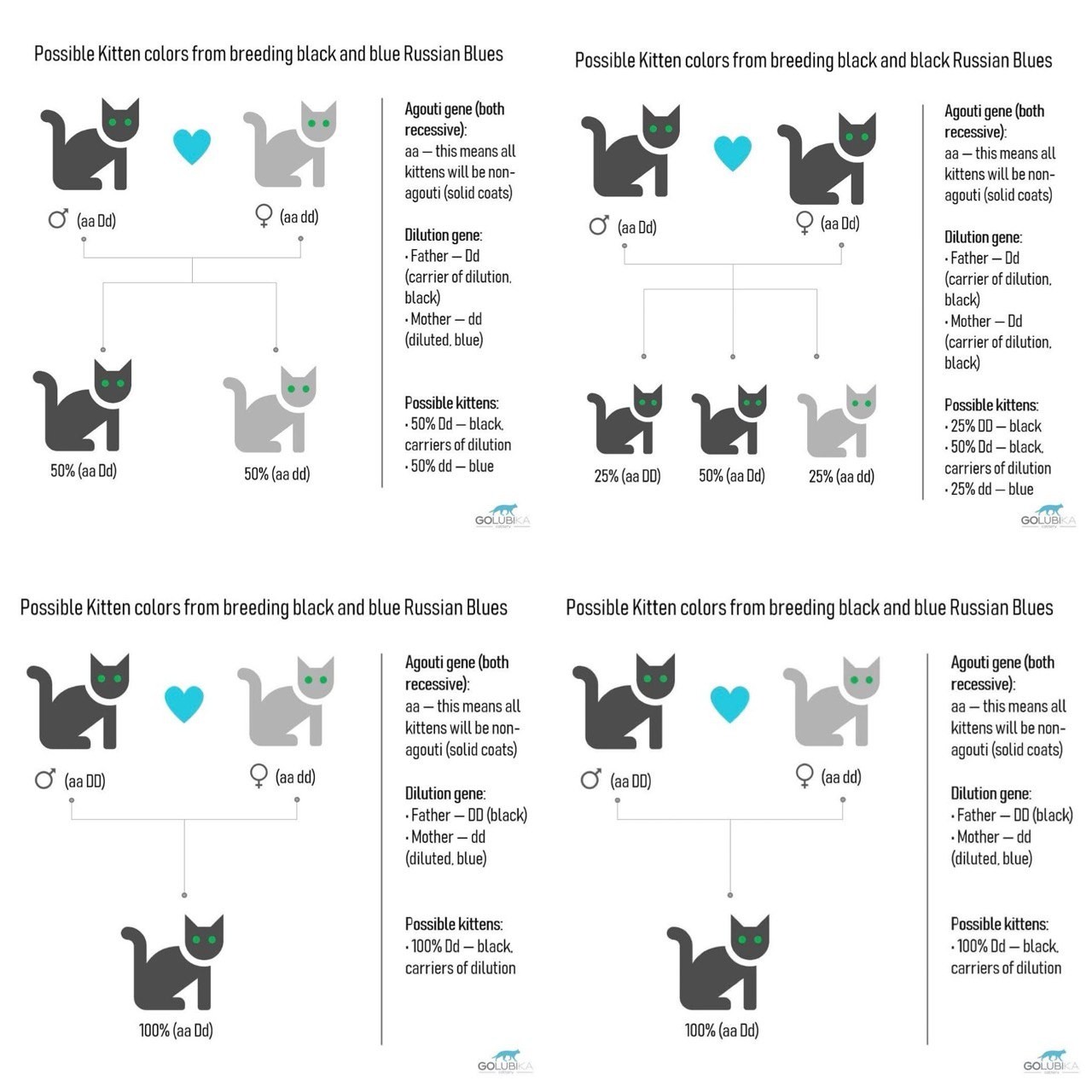 Черная сторона очарования русской голубой