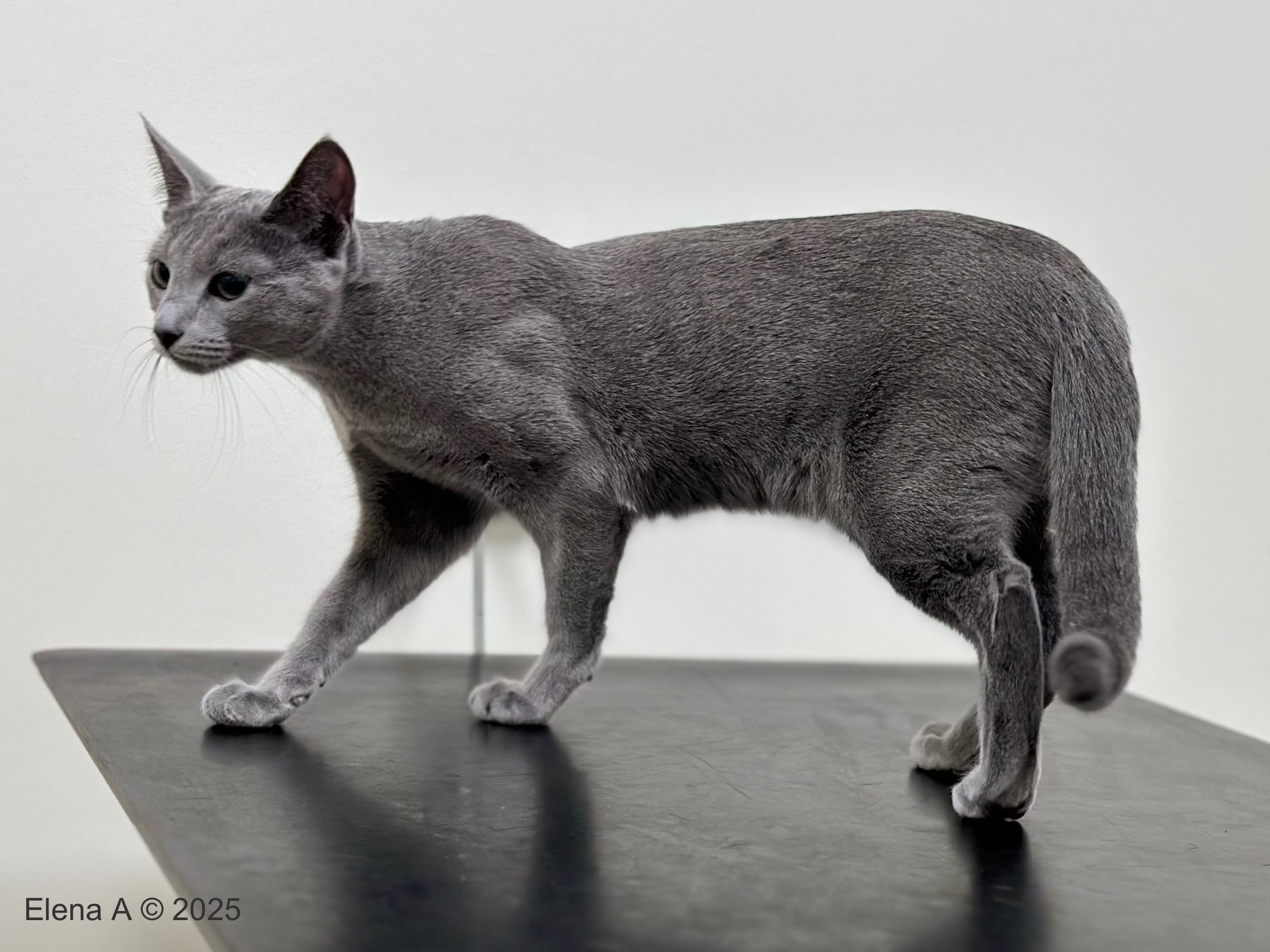 Luna (sijoituskissa)