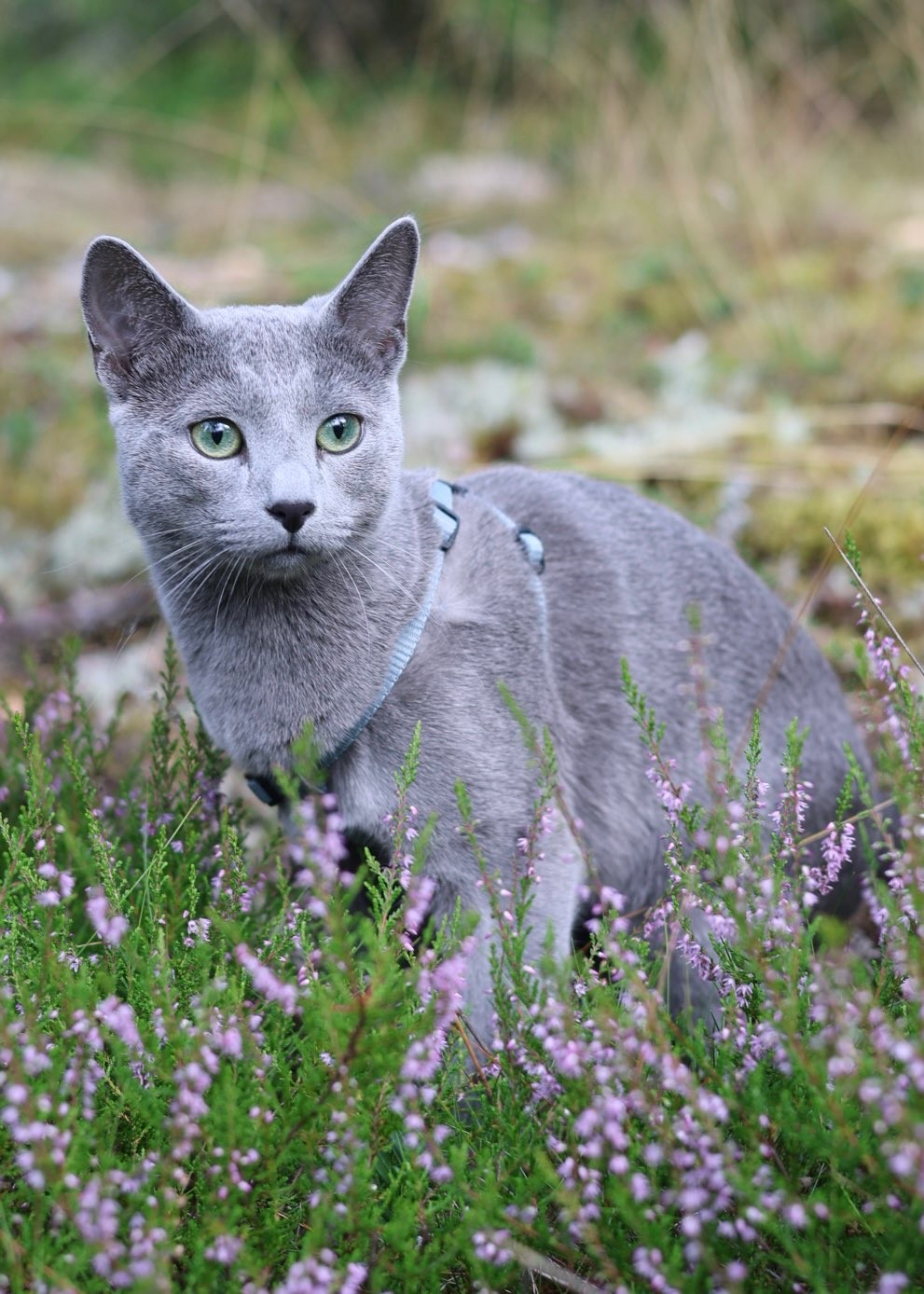 Sapphire - Story Cat