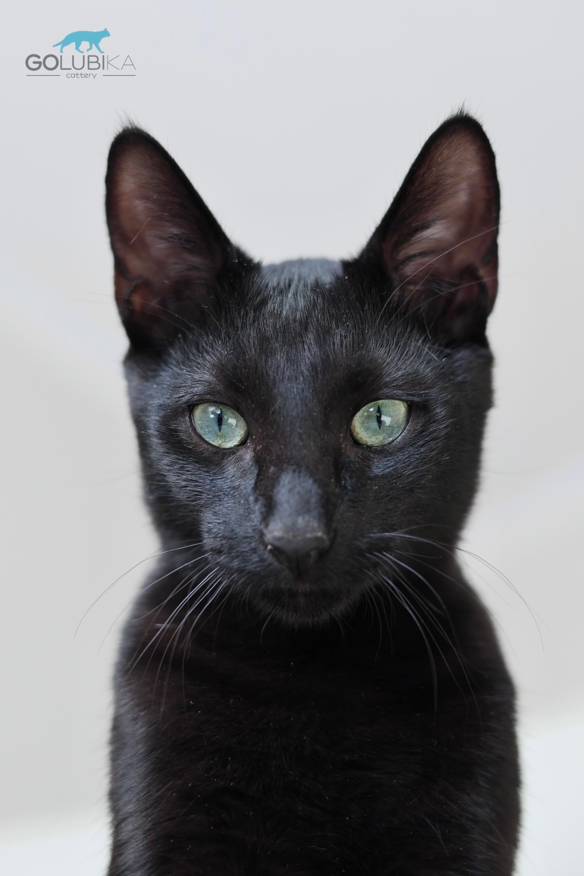 Dorian Black 