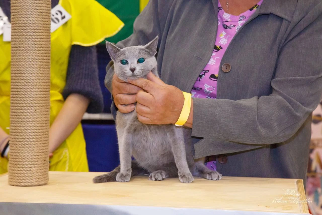 WCF International Cat Show