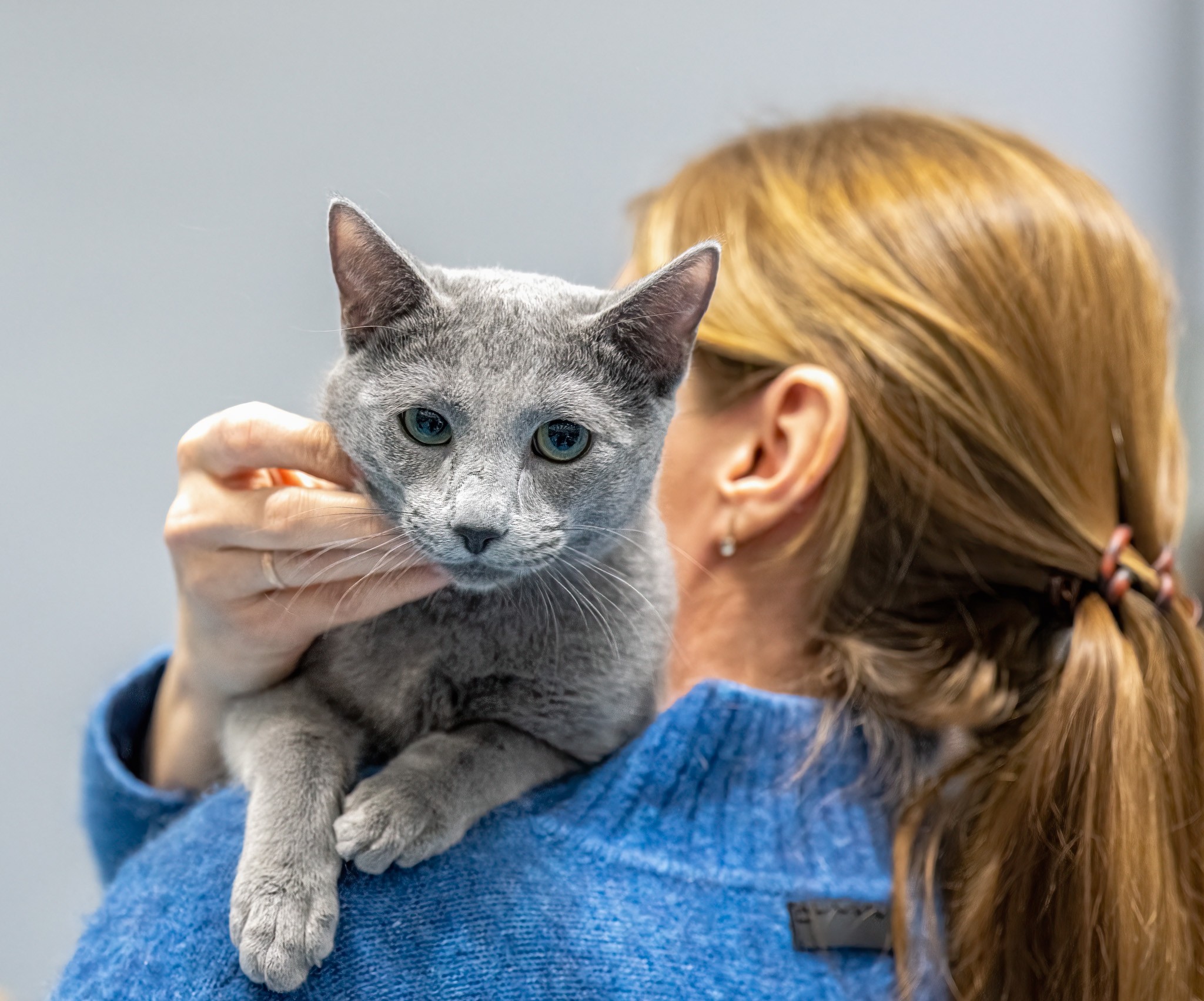 Bruno (sijoituskissa)