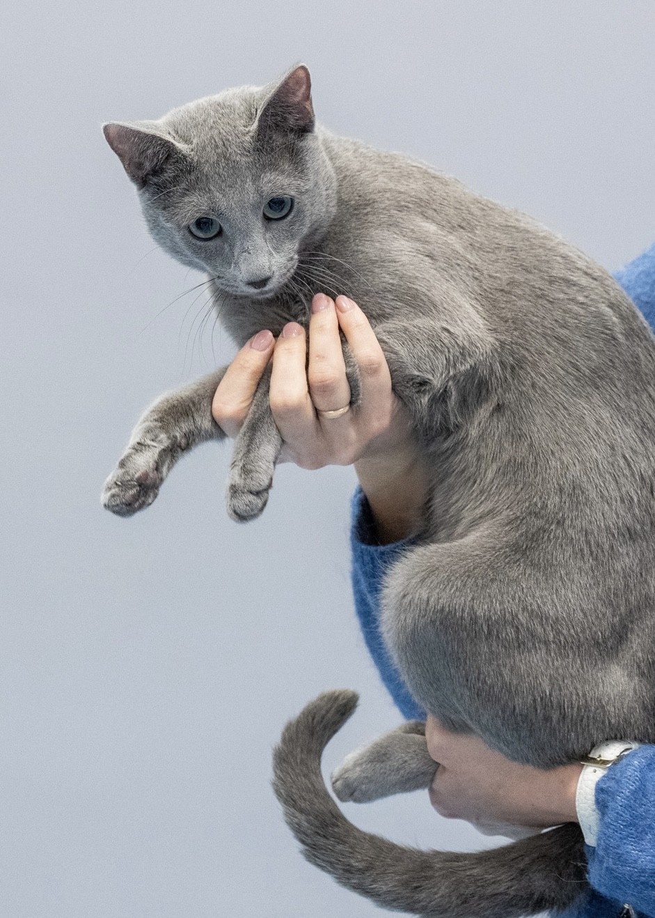 Bruno (sijoituskissa)