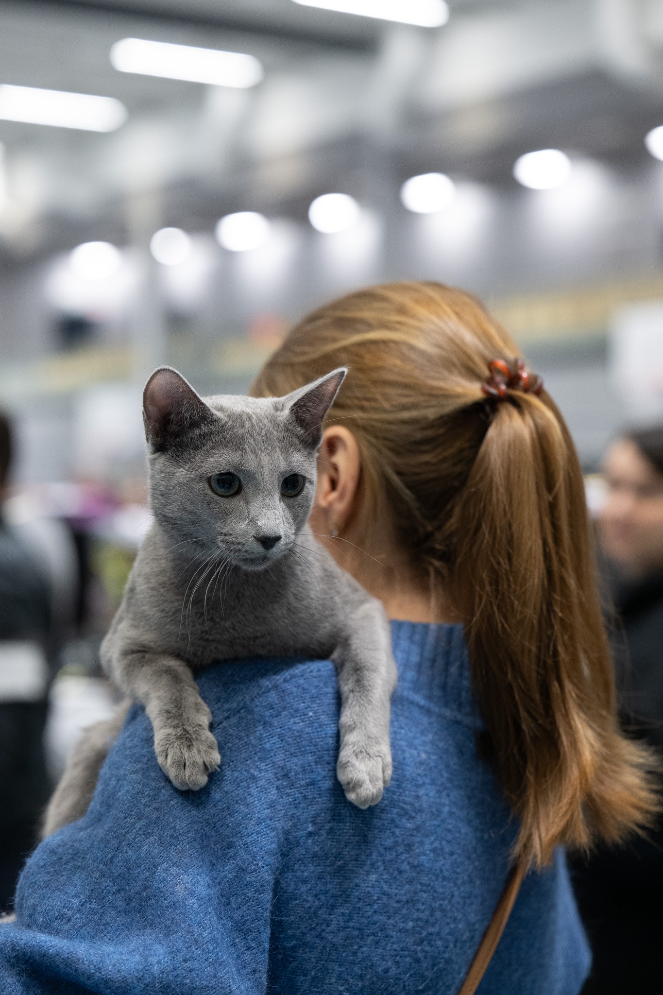 Bruno (sijoituskissa)