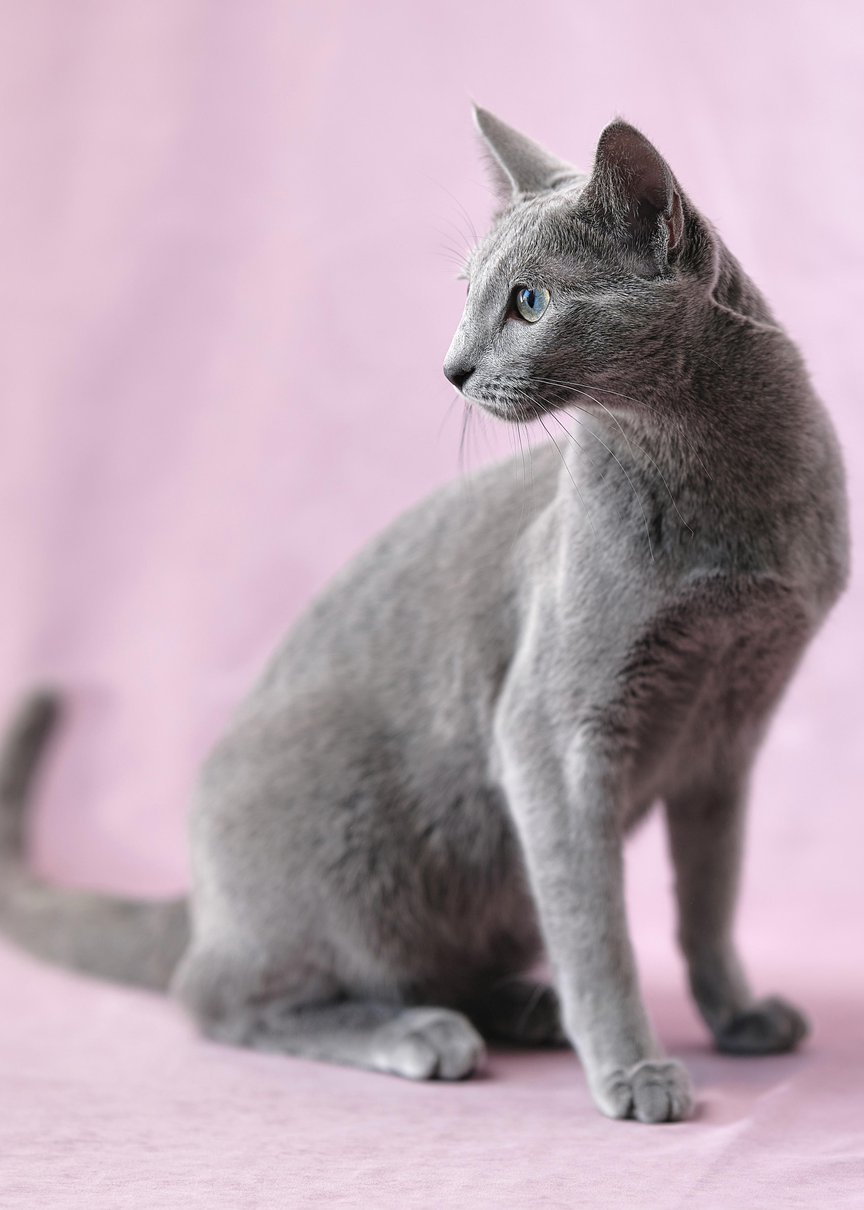 Luna (sijoituskissa)