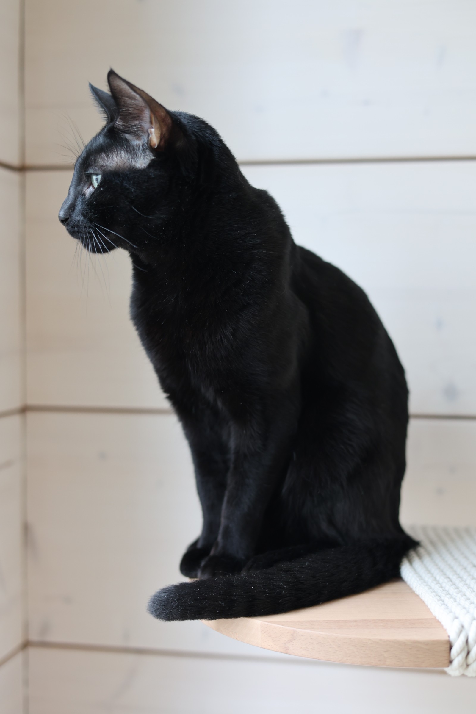 Zorro