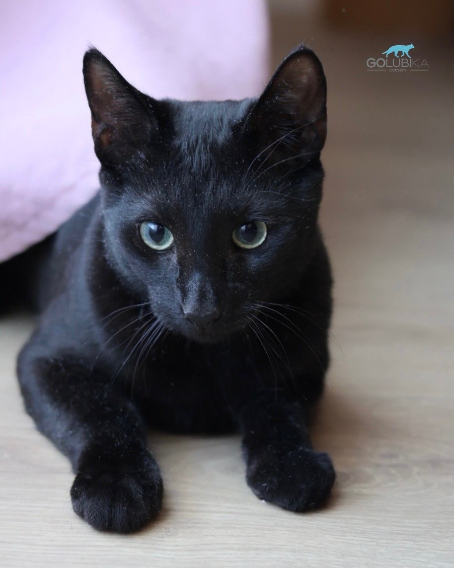 Dorian Black 