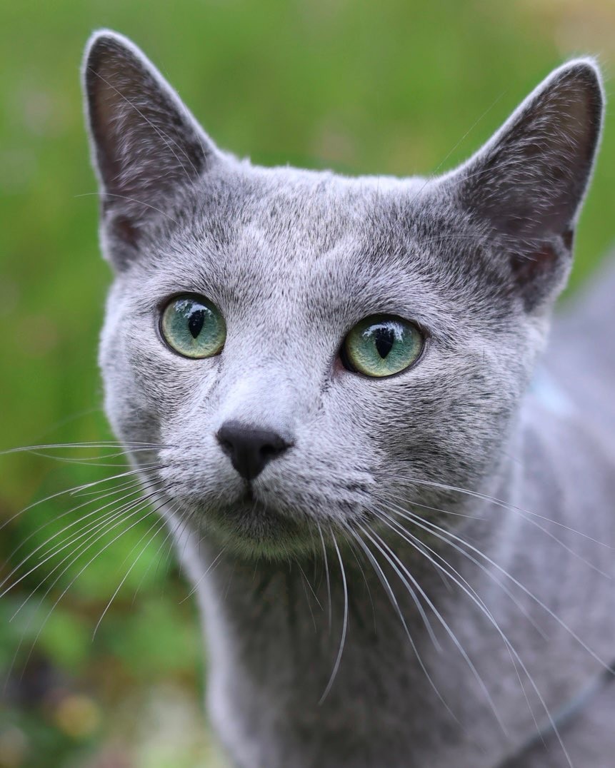 Sapphire - Story Cat
