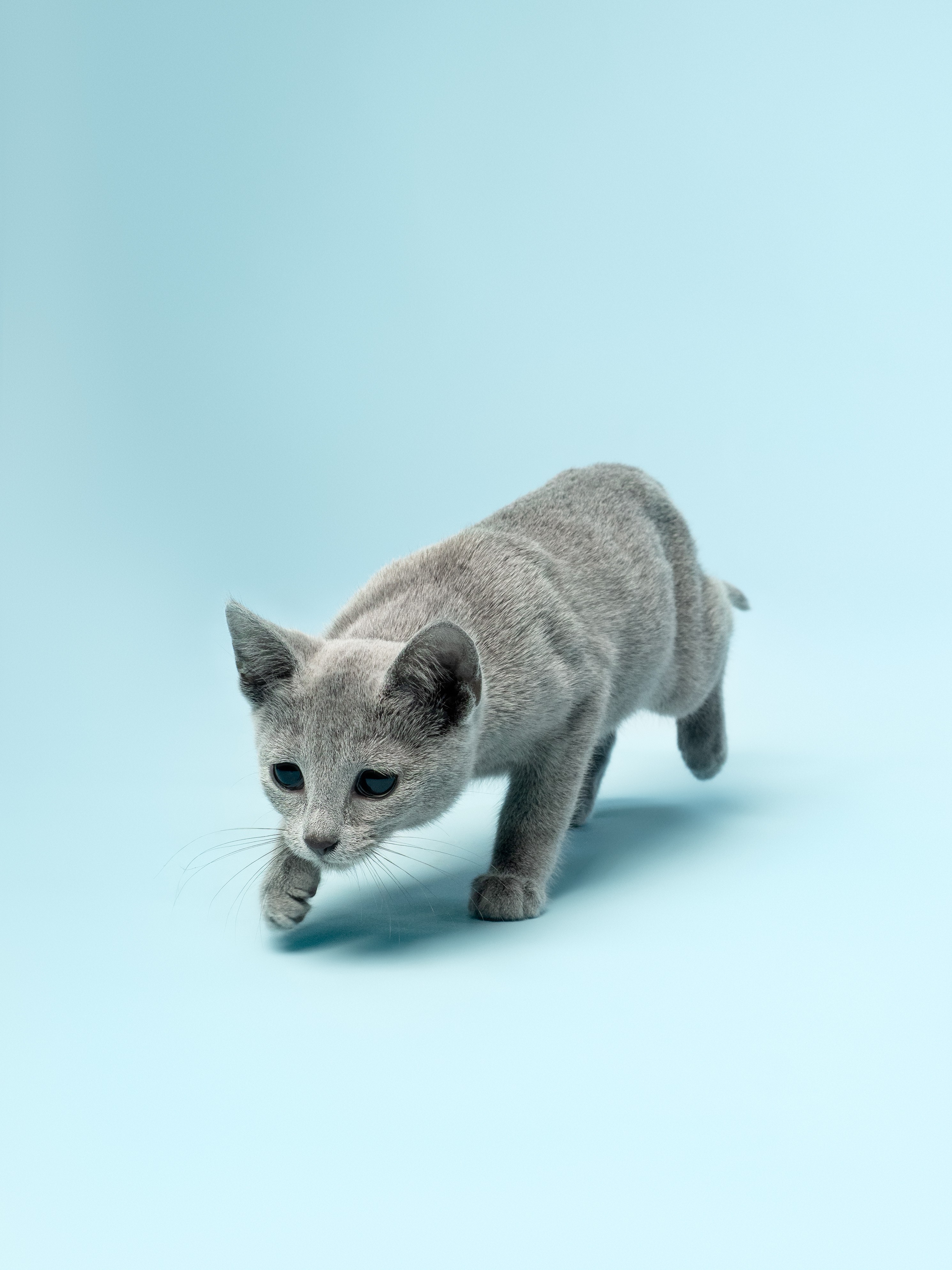 Планируемый помет F - 2026