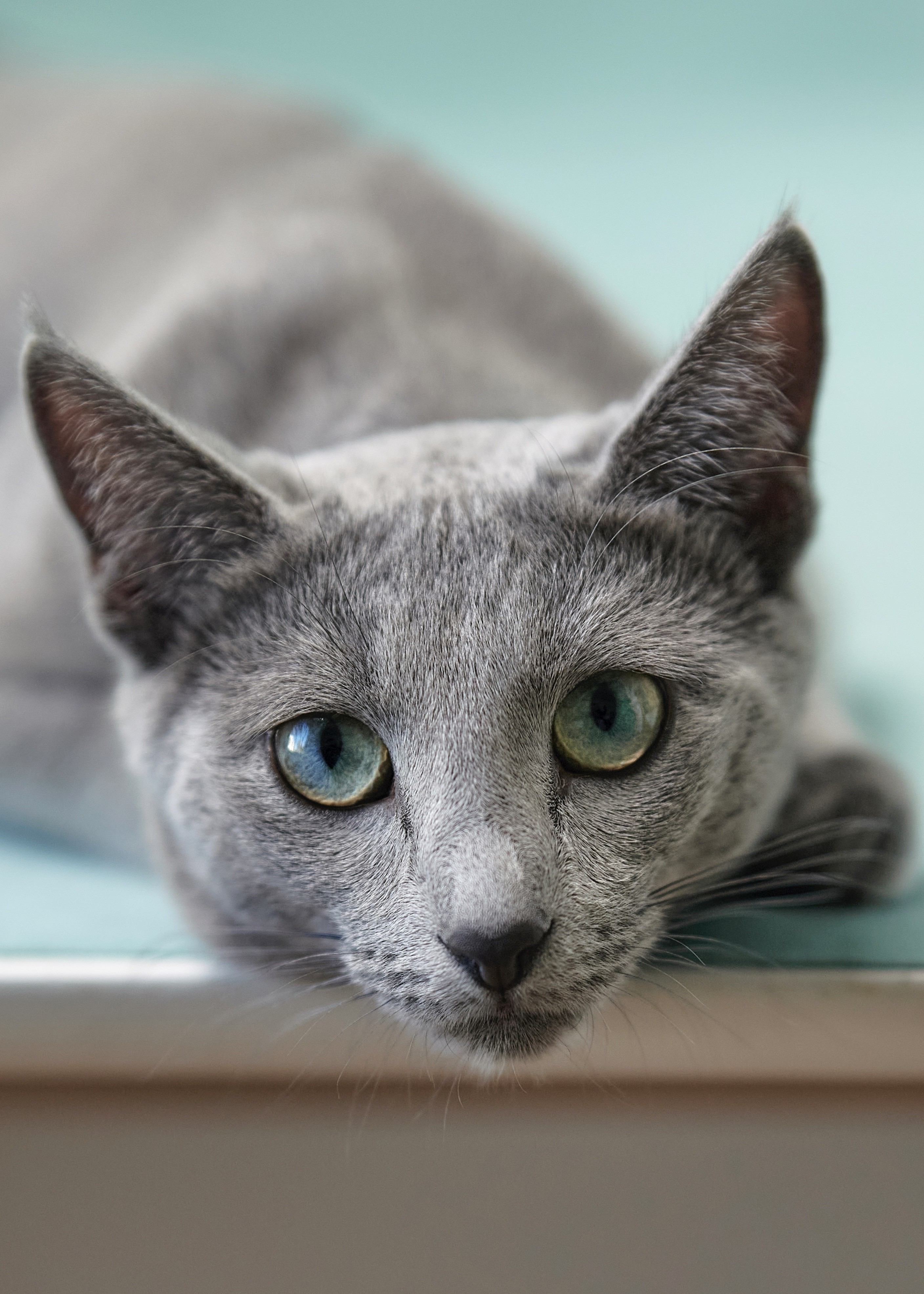 Luna (sijoituskissa)