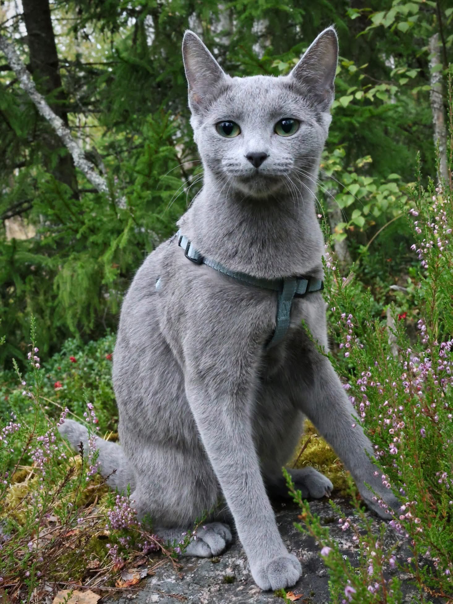 Celine (sijoituskissa)