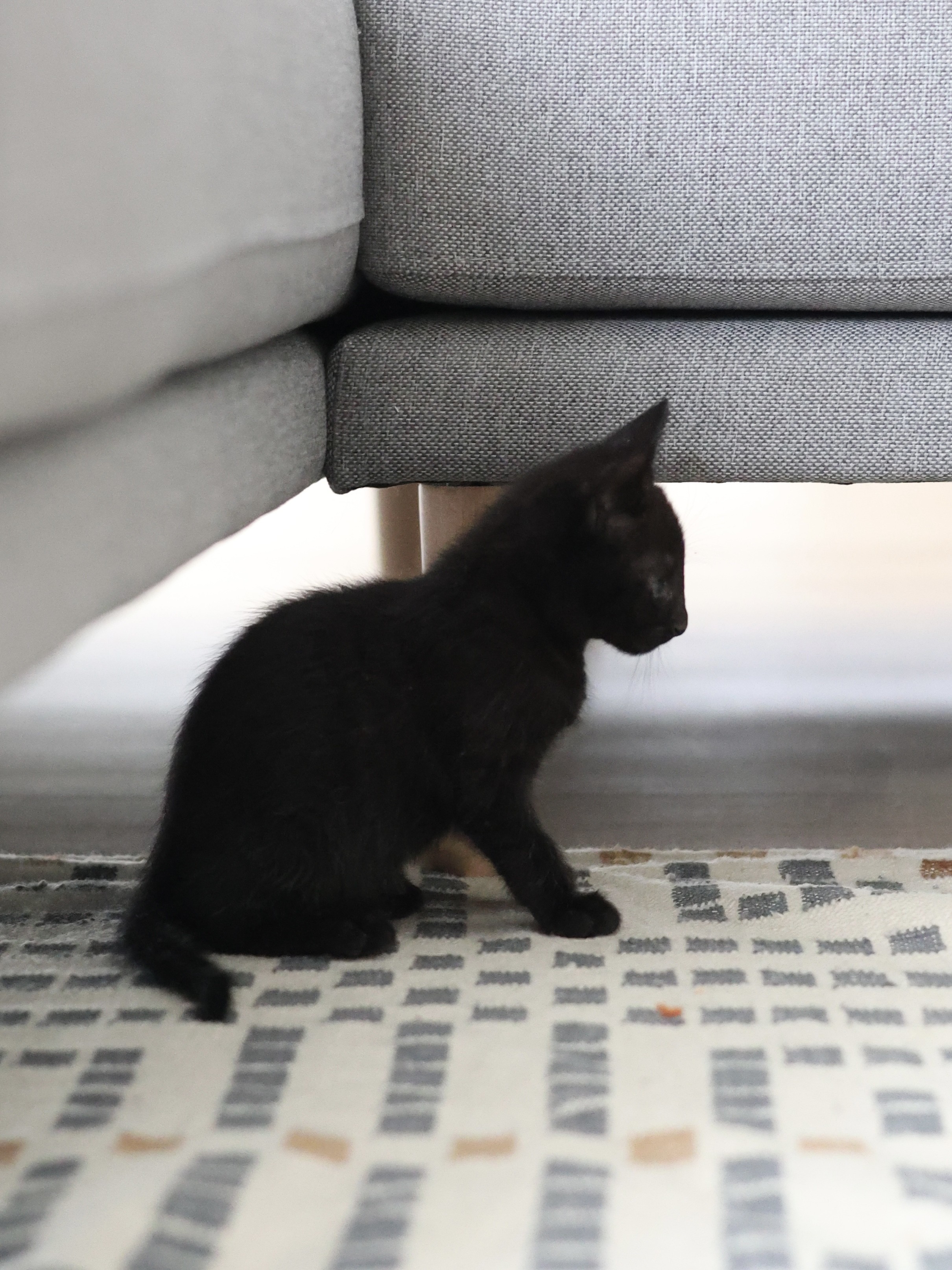 Dorian Black 