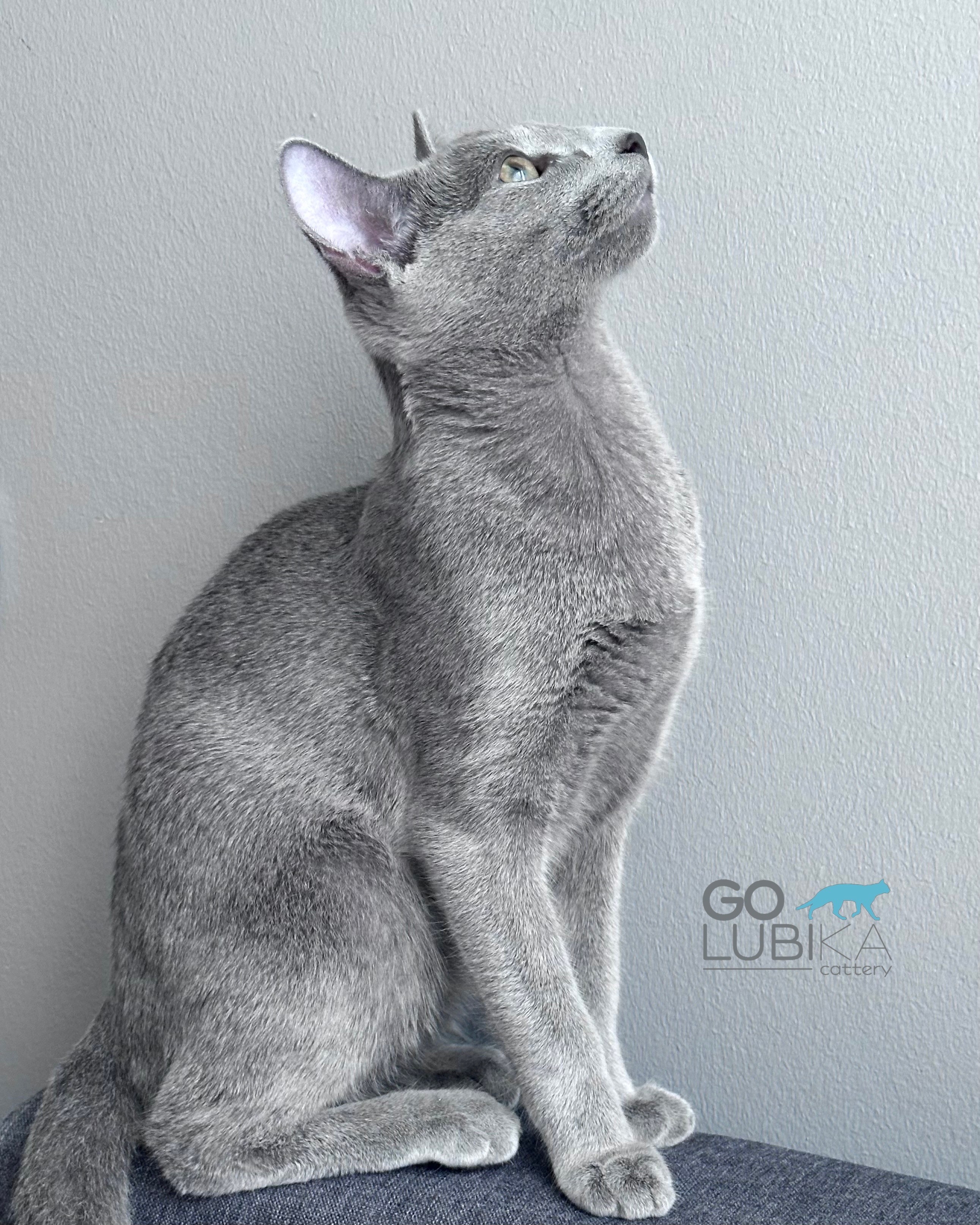 Bruno (sijoituskissa)