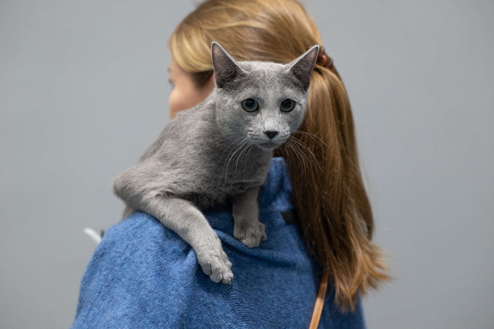 Bruno (sijoituskissa)