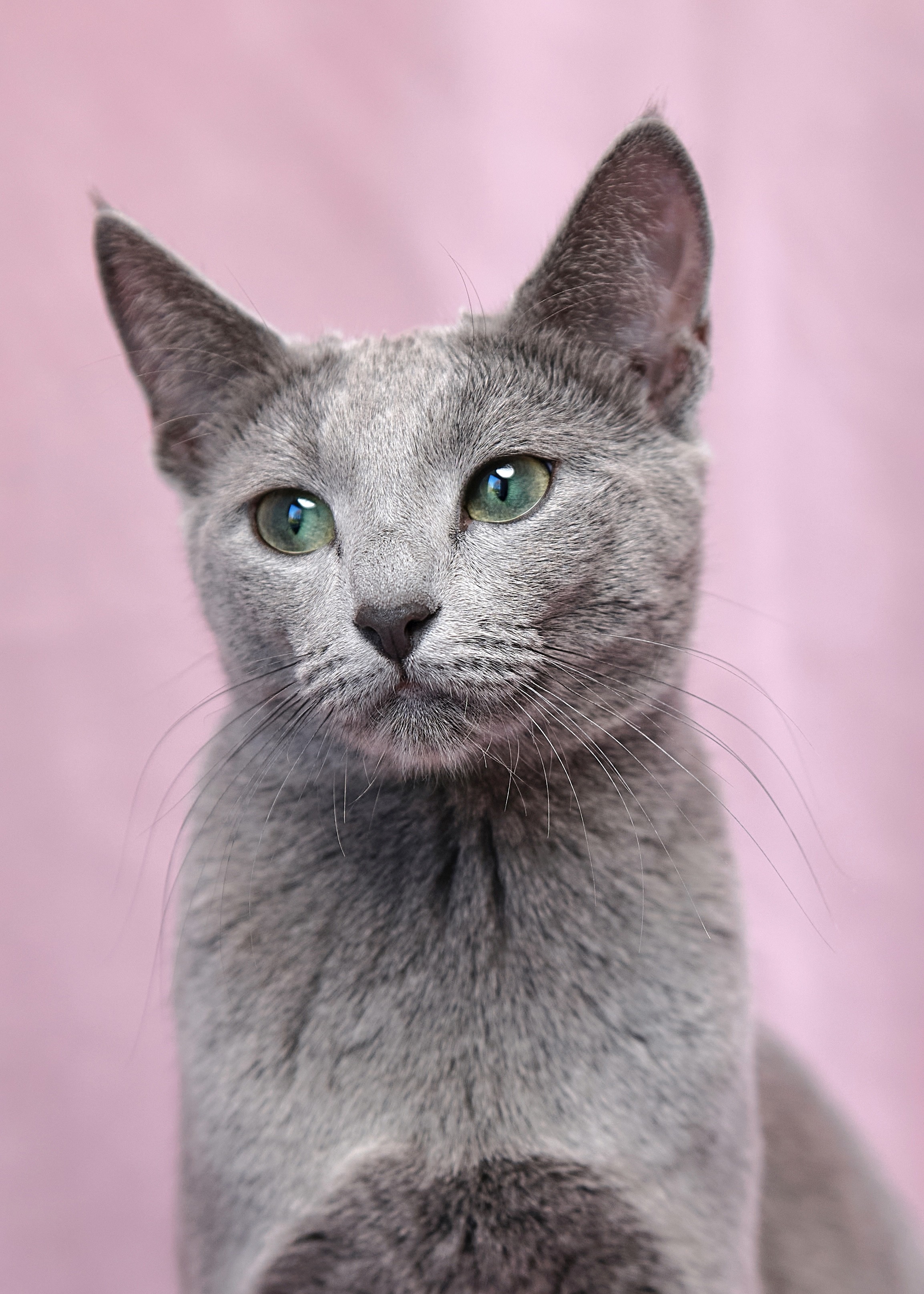 Luna (sijoituskissa)