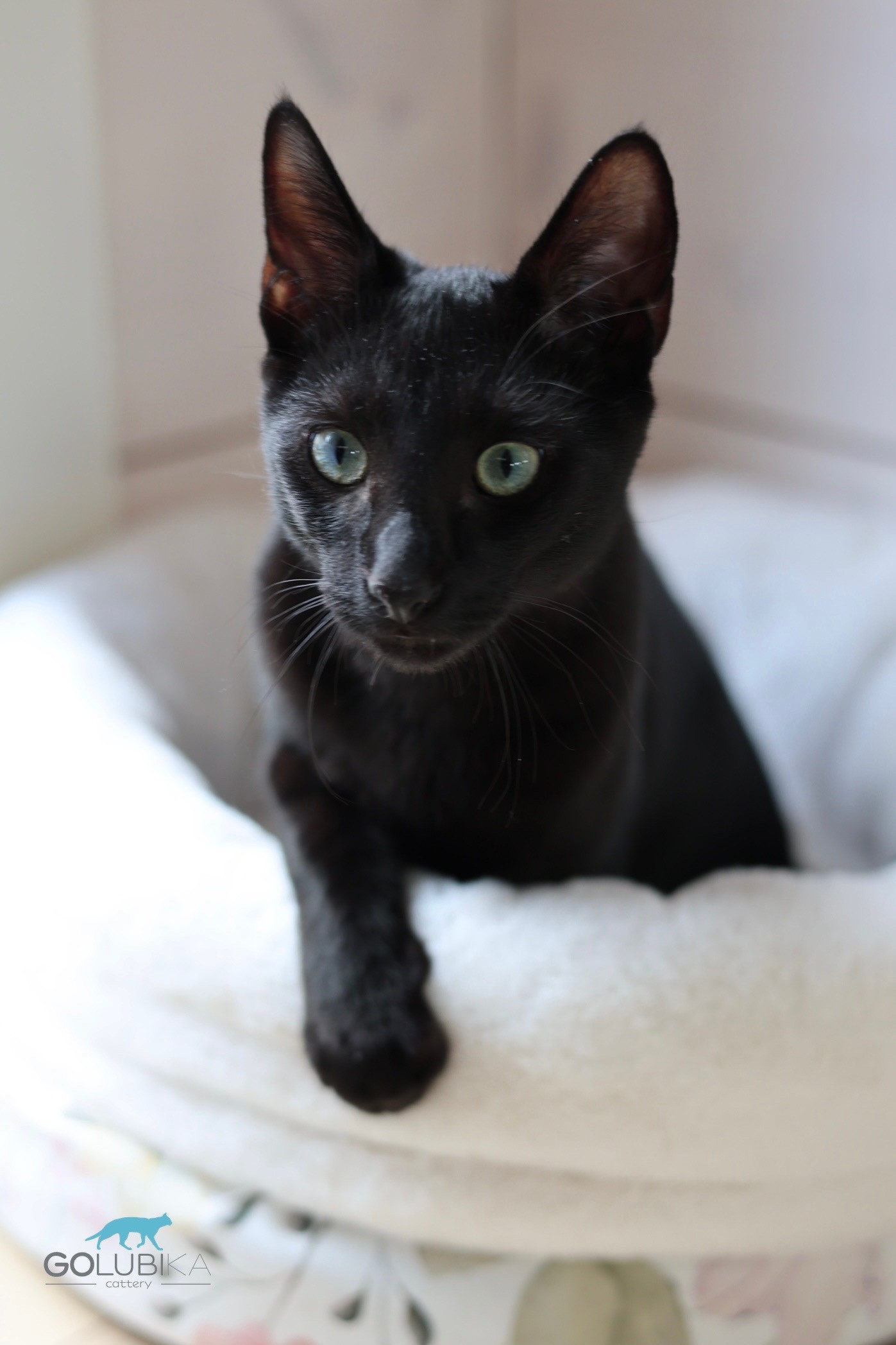Dorian Black 