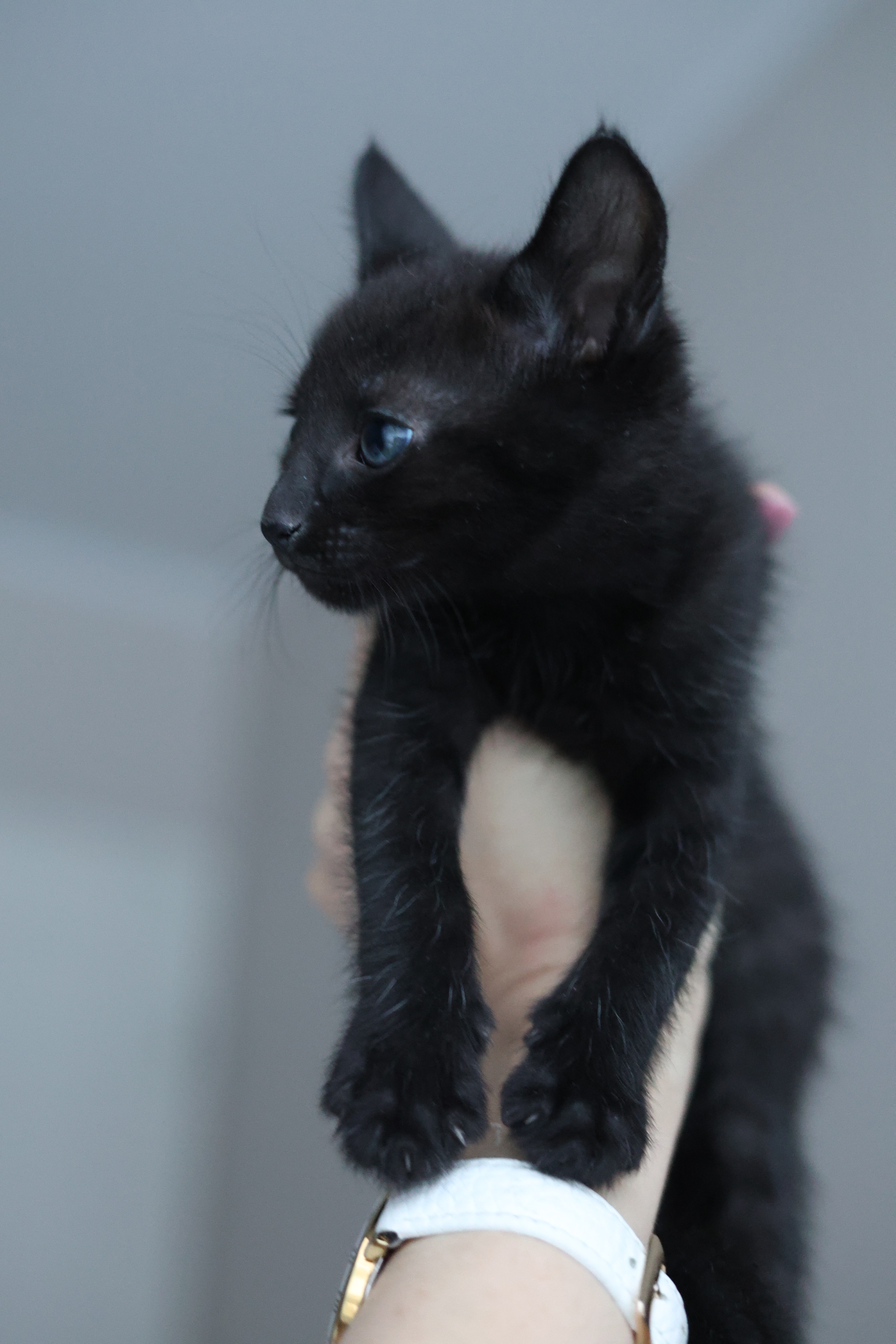 Dorian Black 