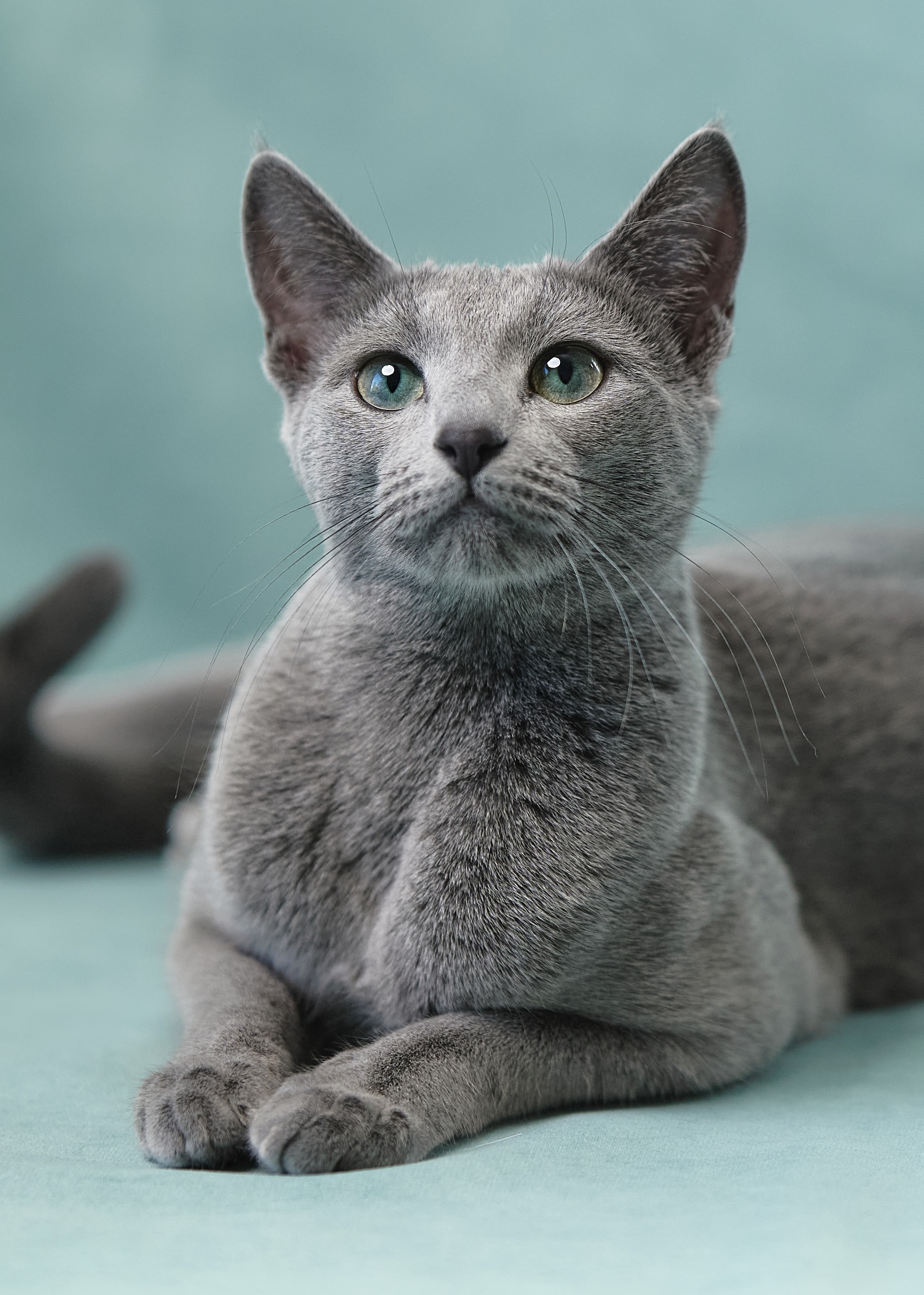 Luna (sijoituskissa)