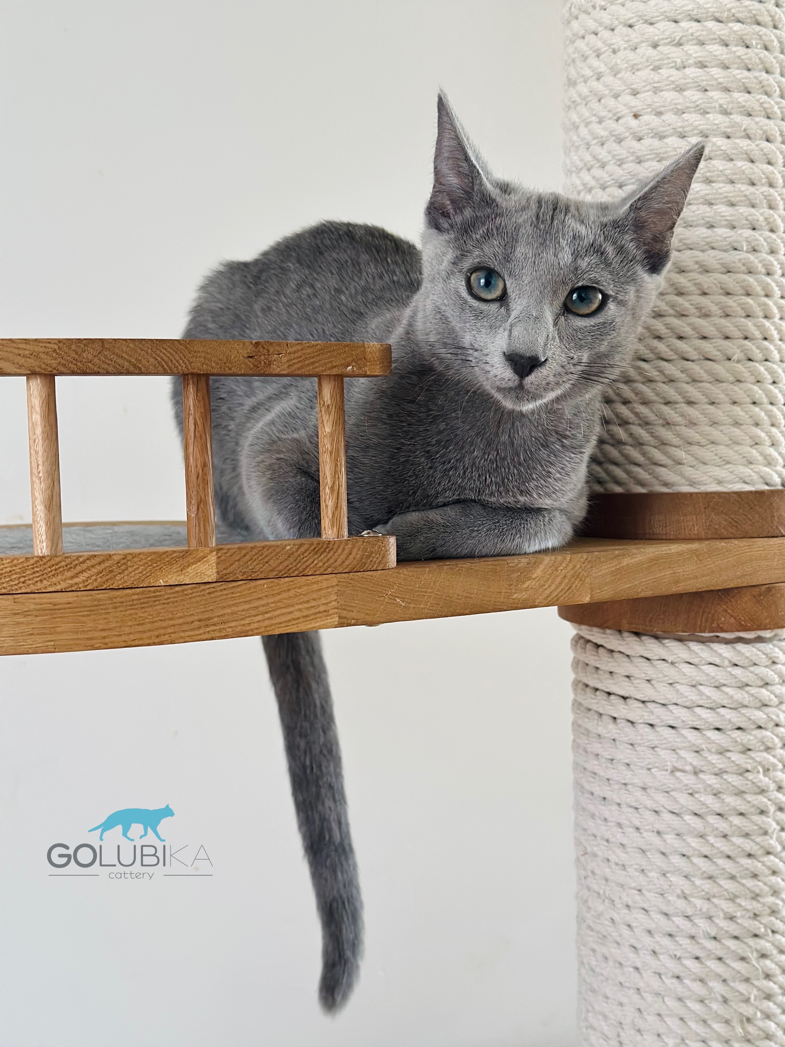 Bruno (sijoituskissa)