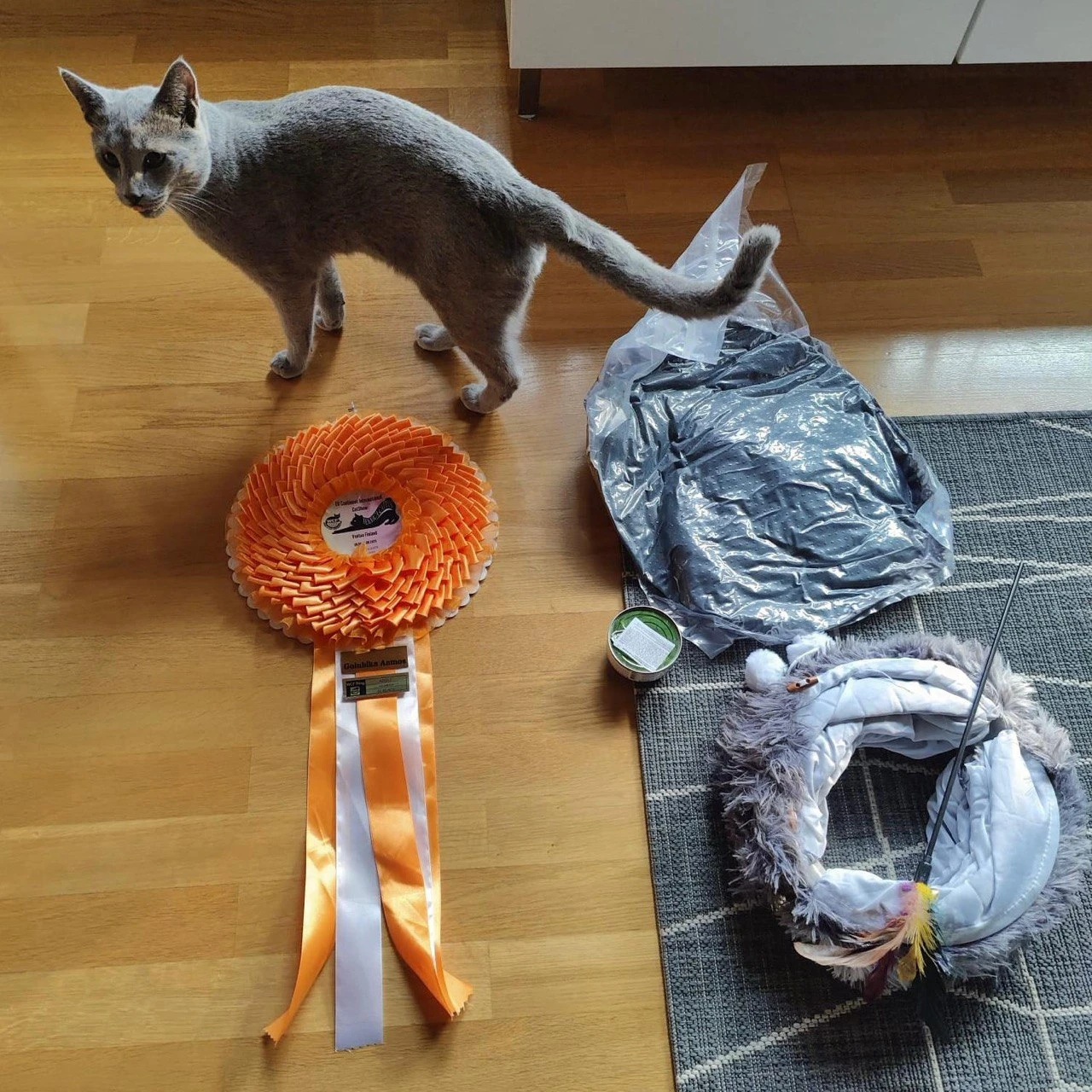 Aamos - победитель выставки кошек WCF - русский голубой кот