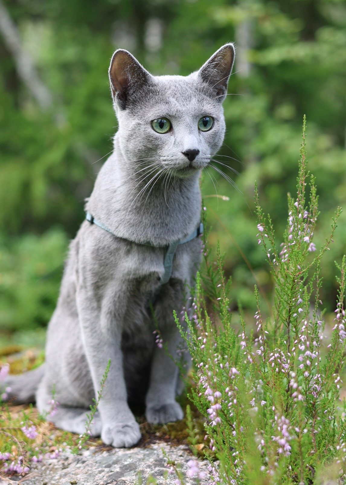 Sapphire - Story Cat
