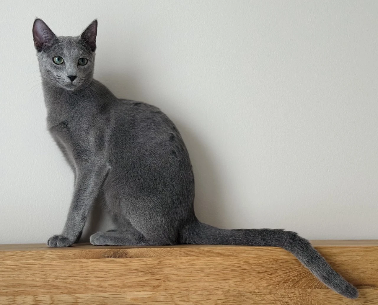 Bruno - - победитель выставки кошек WCF - русский голубой кот