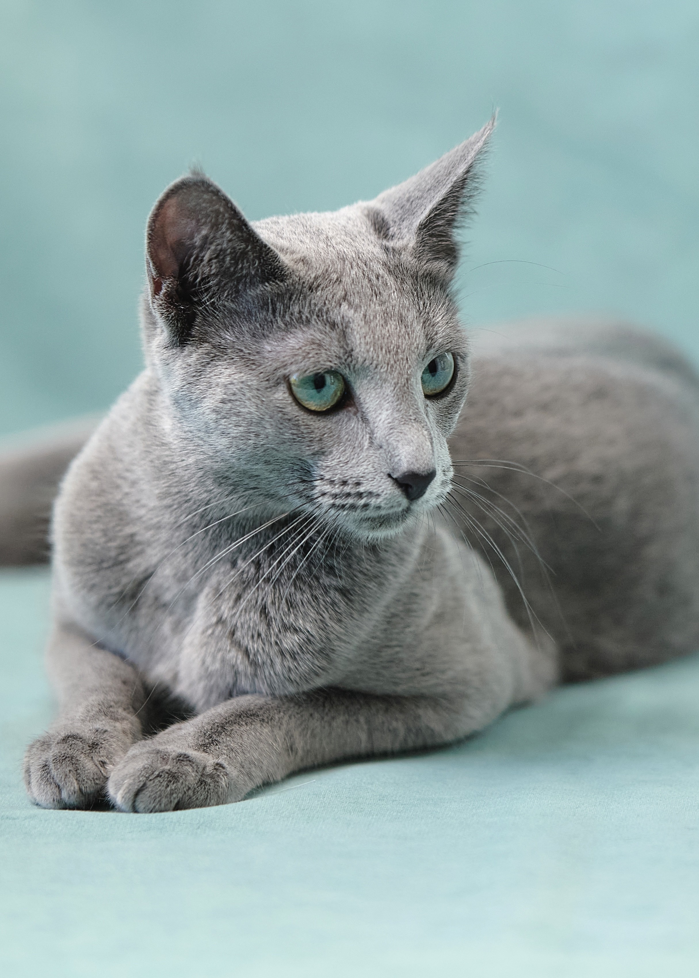 Luna (sijoituskissa)