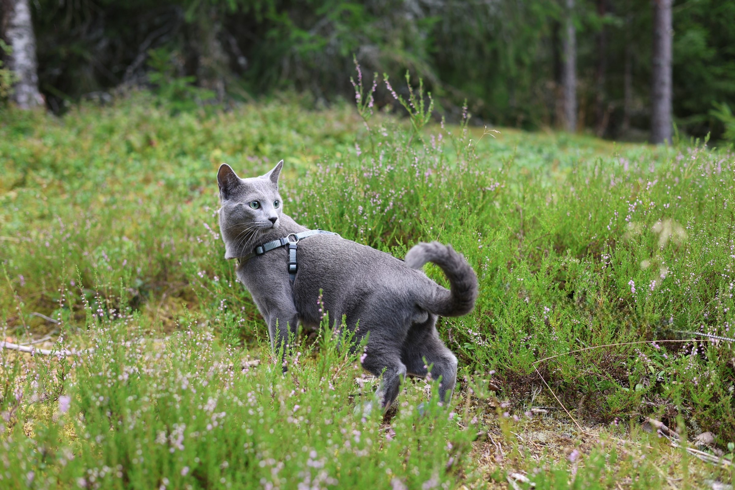 Sapphire - Story Cat