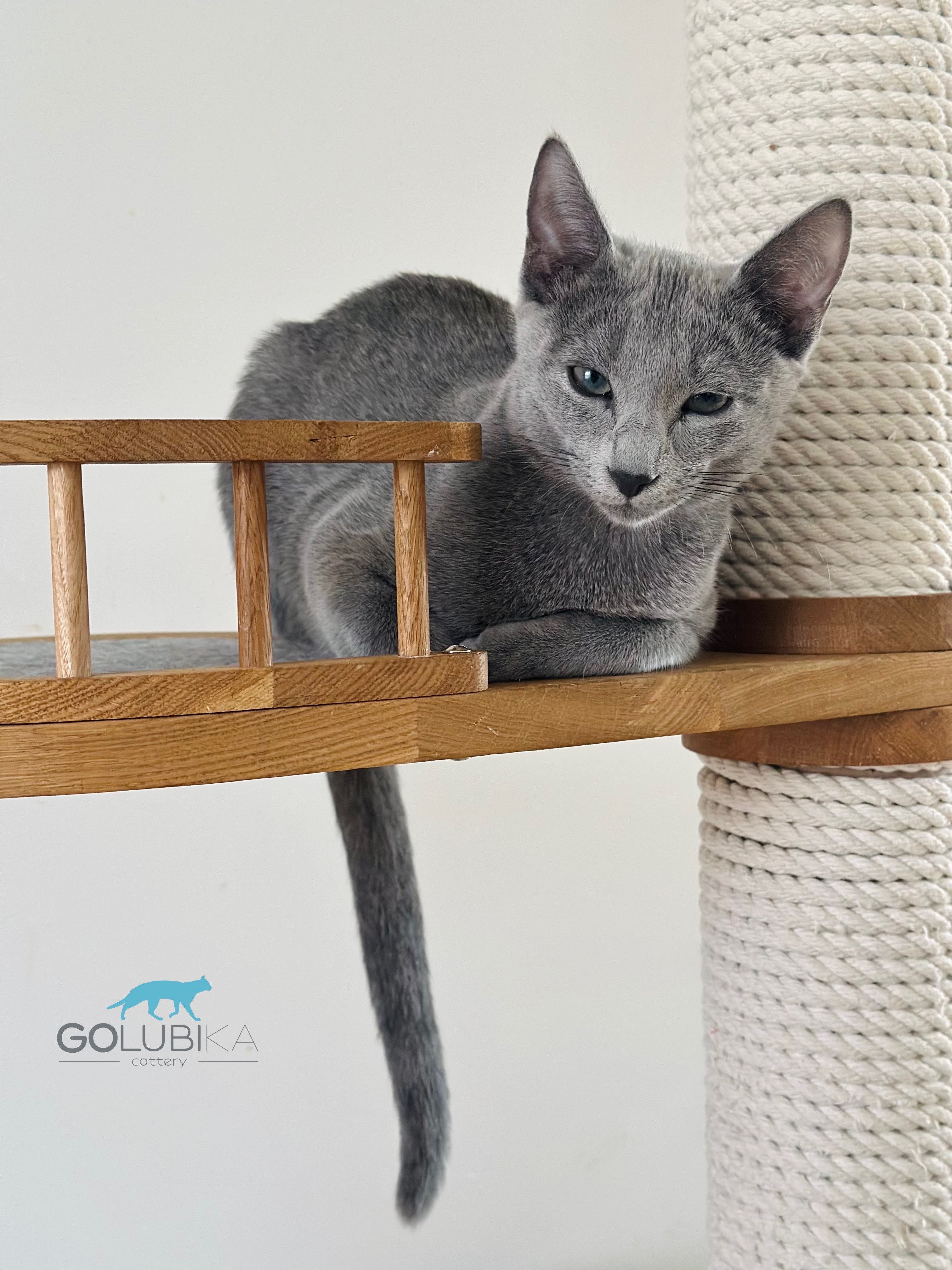 Bruno (sijoituskissa)