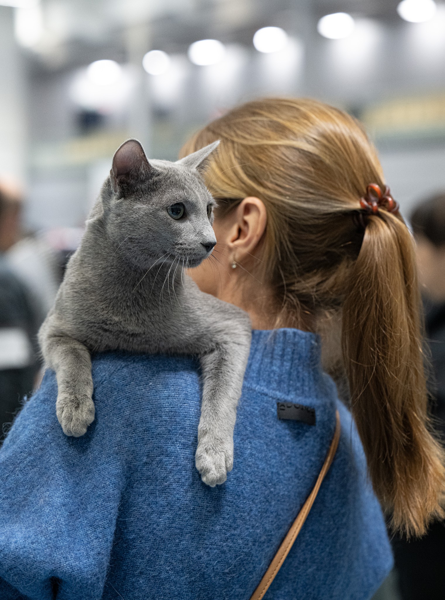 Bruno (sijoituskissa)