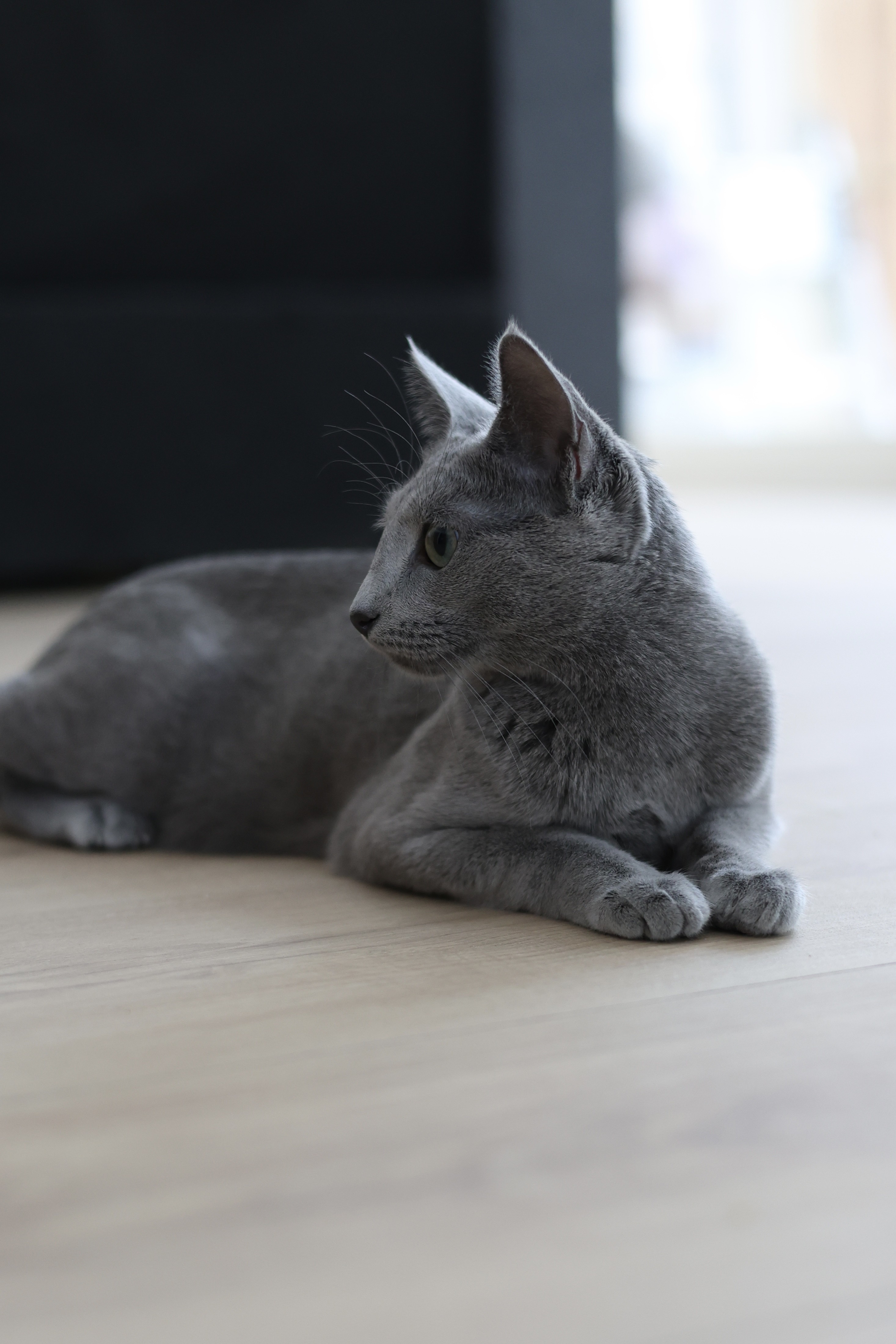 Luna (sijoituskissa)