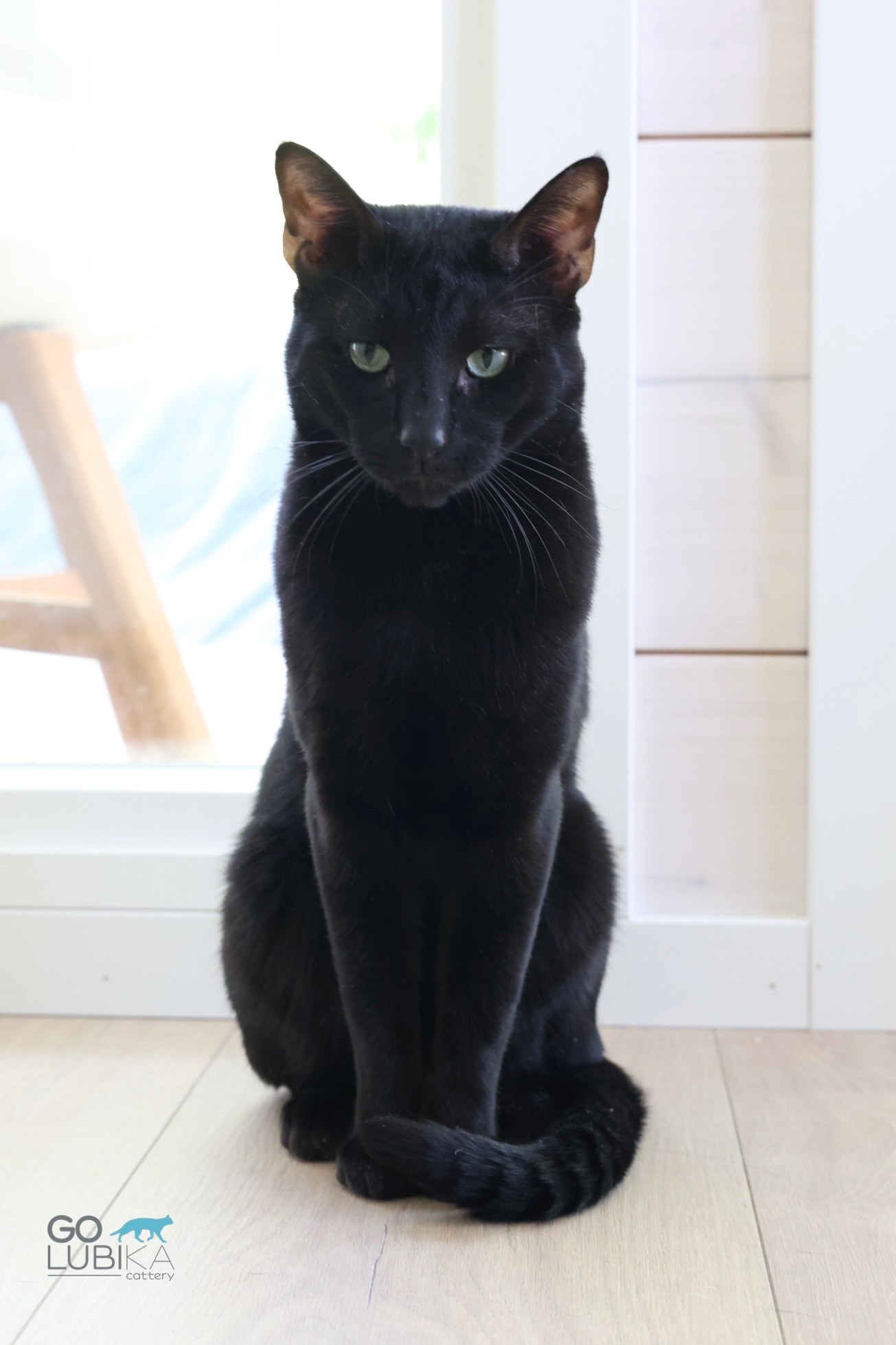 Zorro