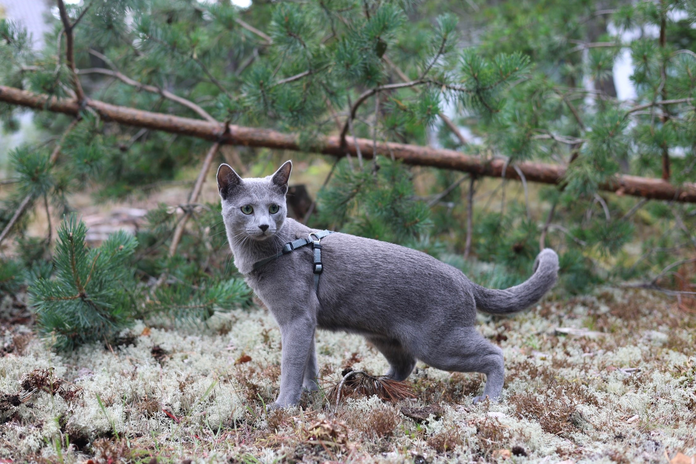 Sapphire - Story Cat
