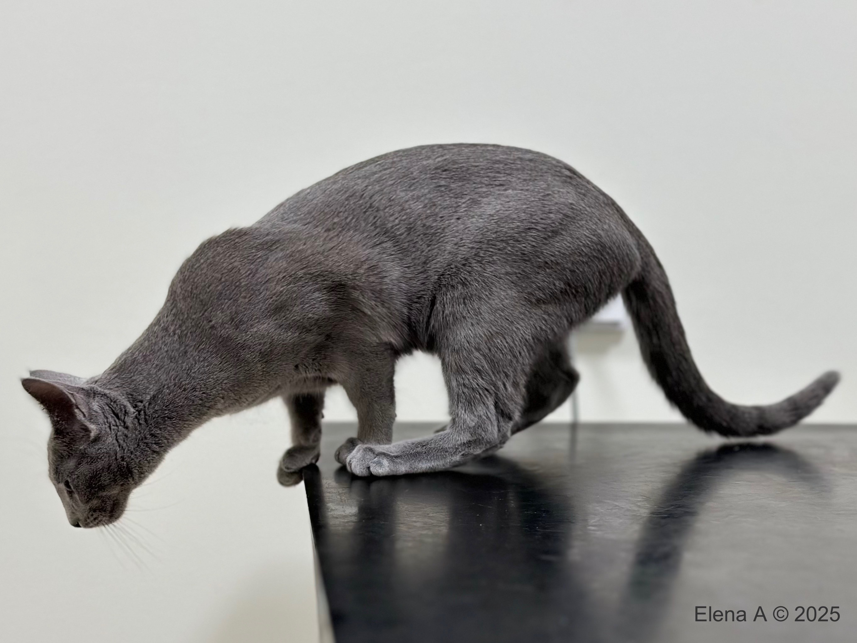 Luna (sijoituskissa)