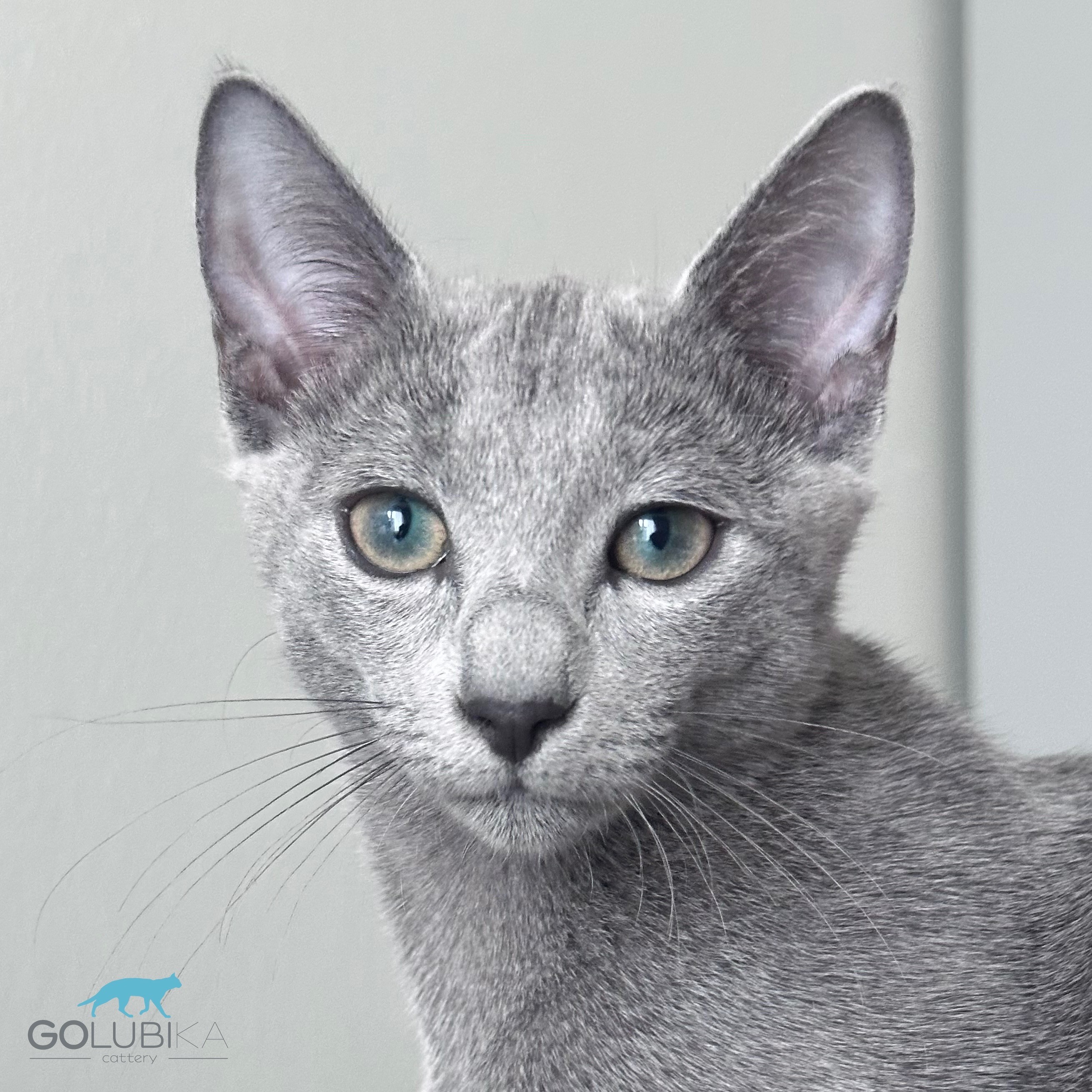 Bruno (sijoituskissa)