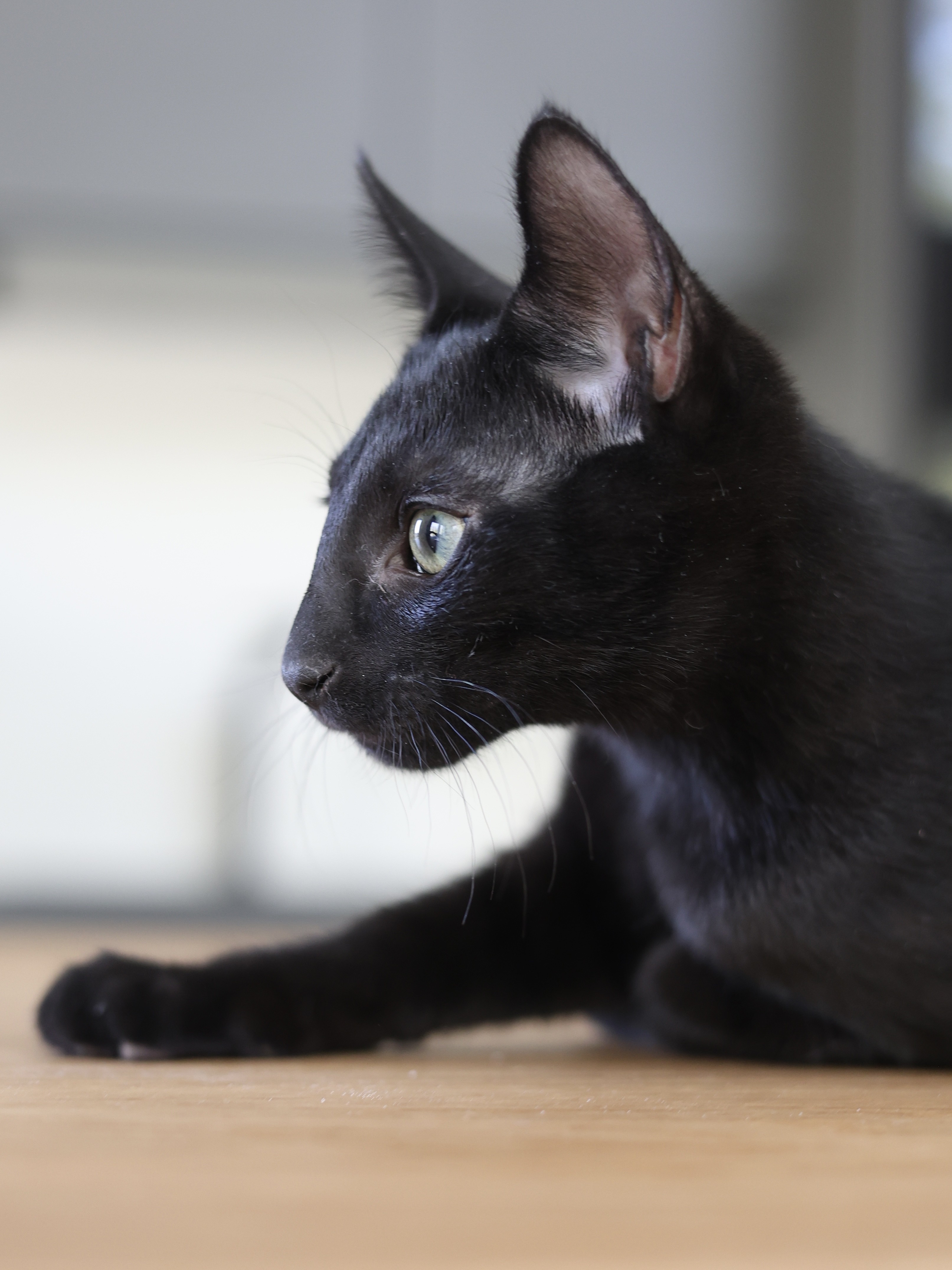 Dorian Black 